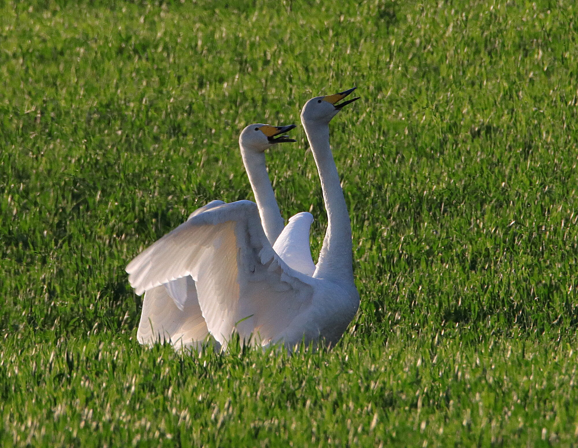 Valokuvaaja: Irja Lehtinen Valokuvaaja: Irja Lehtinen