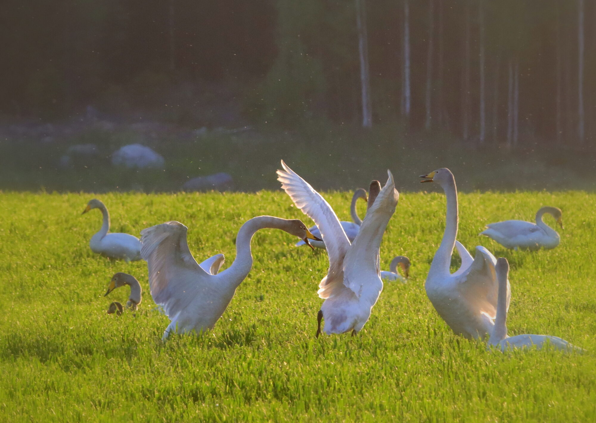 Valokuvaaja: Irja Lehtinen