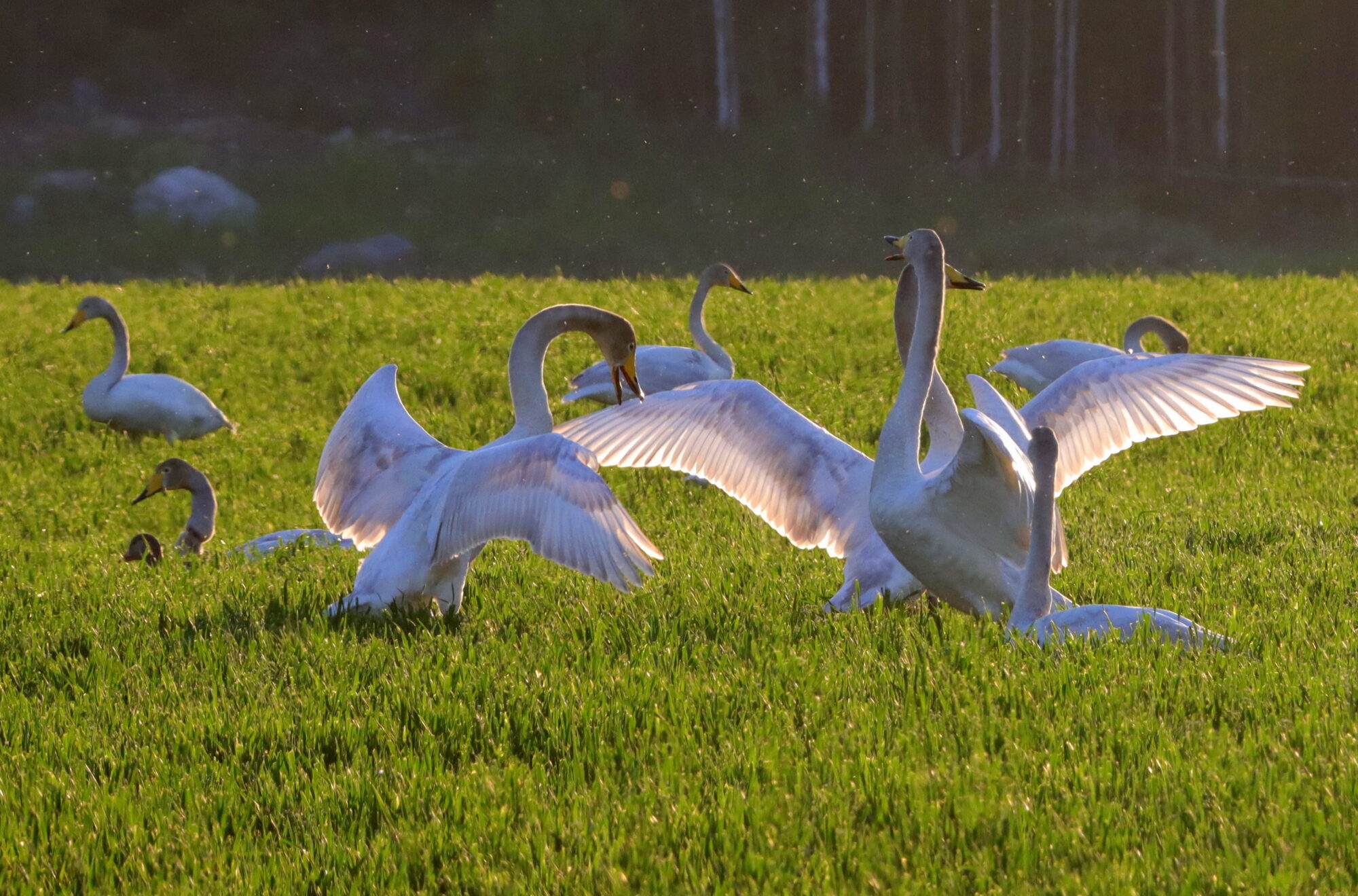 Valokuvaaja: Irja Lehtinen