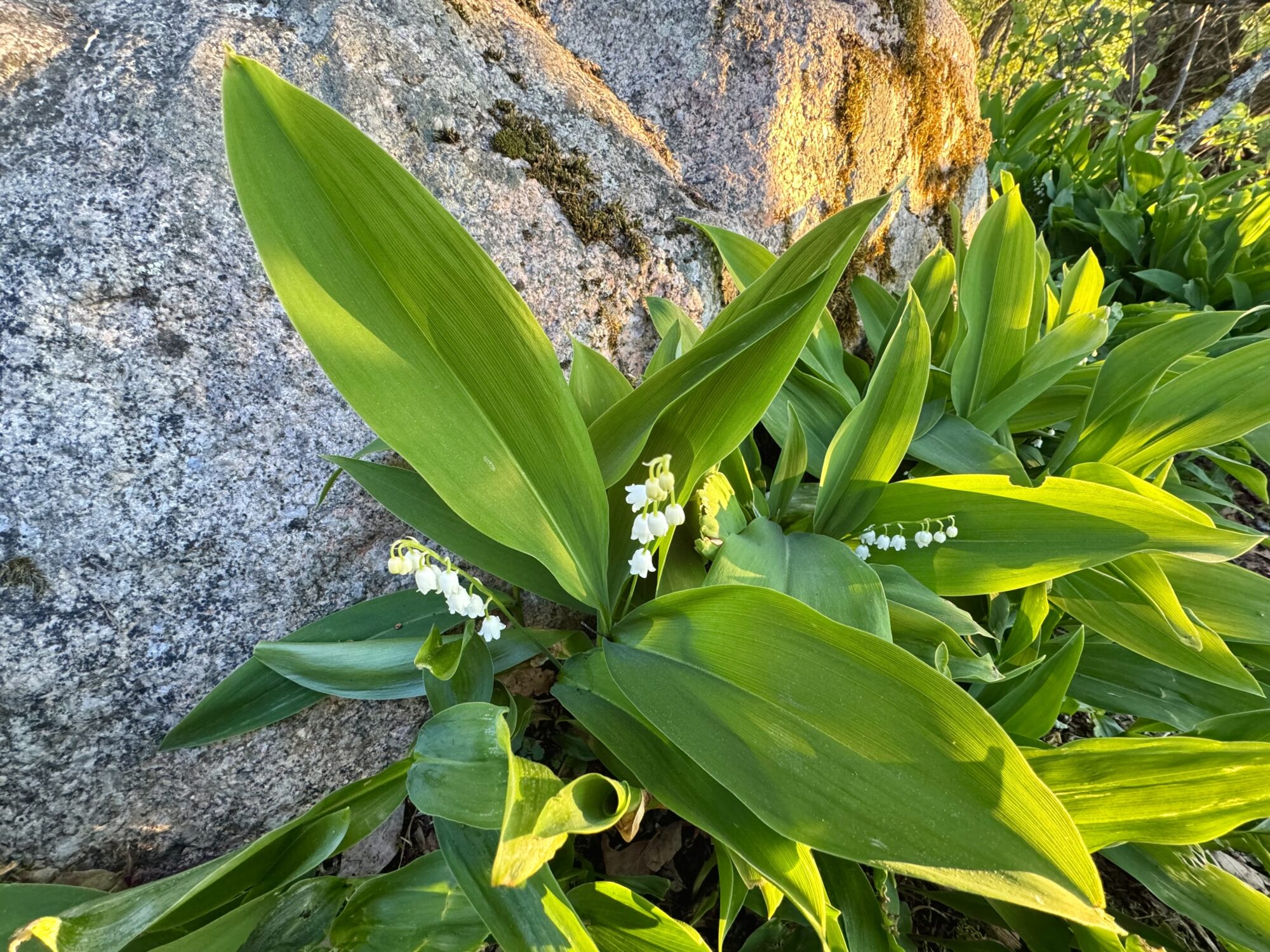 Valokuvaaja: Juhani Peltonen