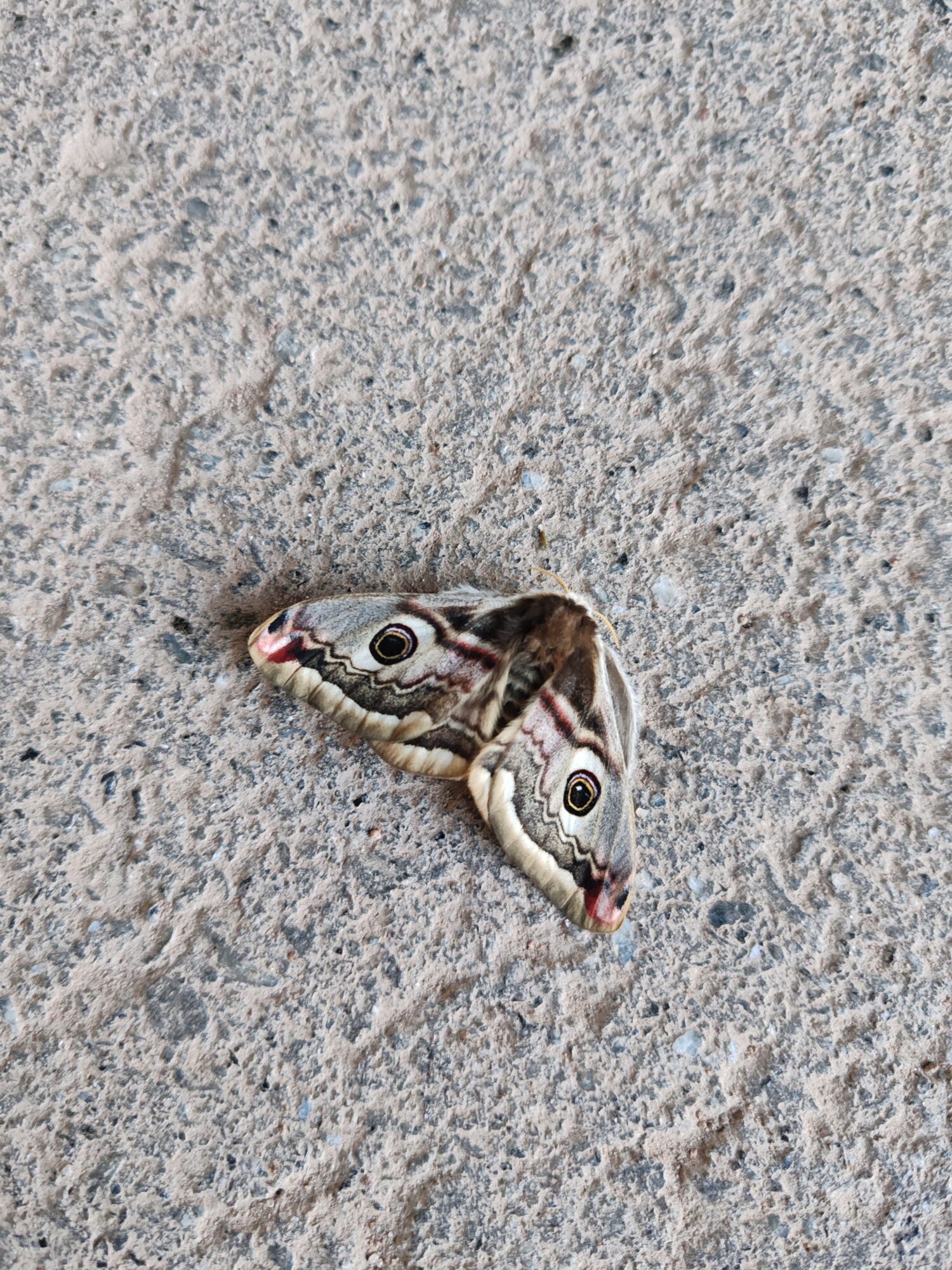 Valokuvaaja: Johanna Näätä-Helin