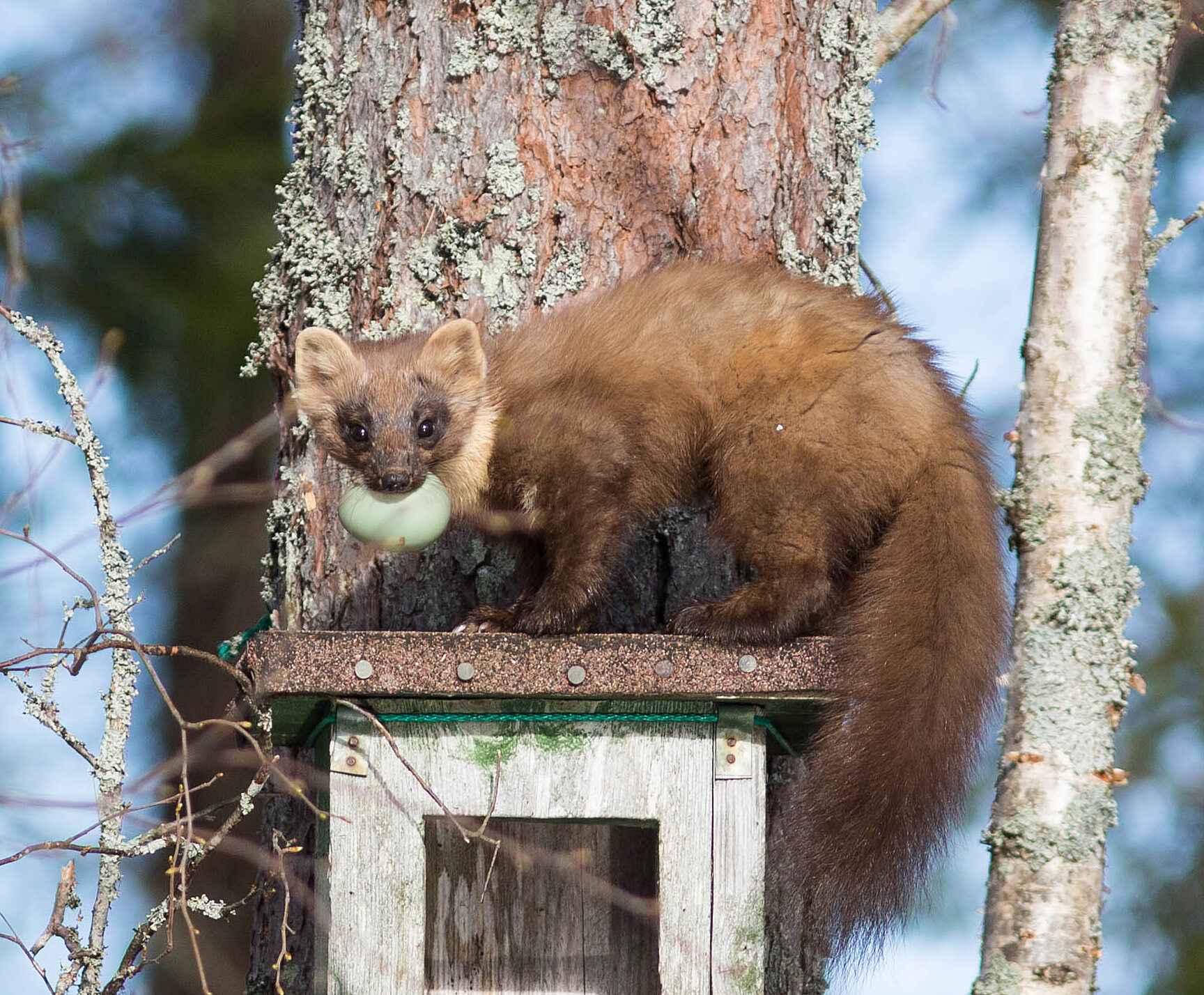 Valokuvaaja: Irma Kortekallio