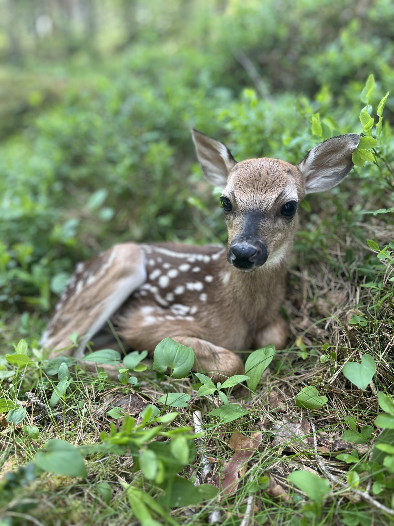 Valokuvaaja: Anni Mertanen