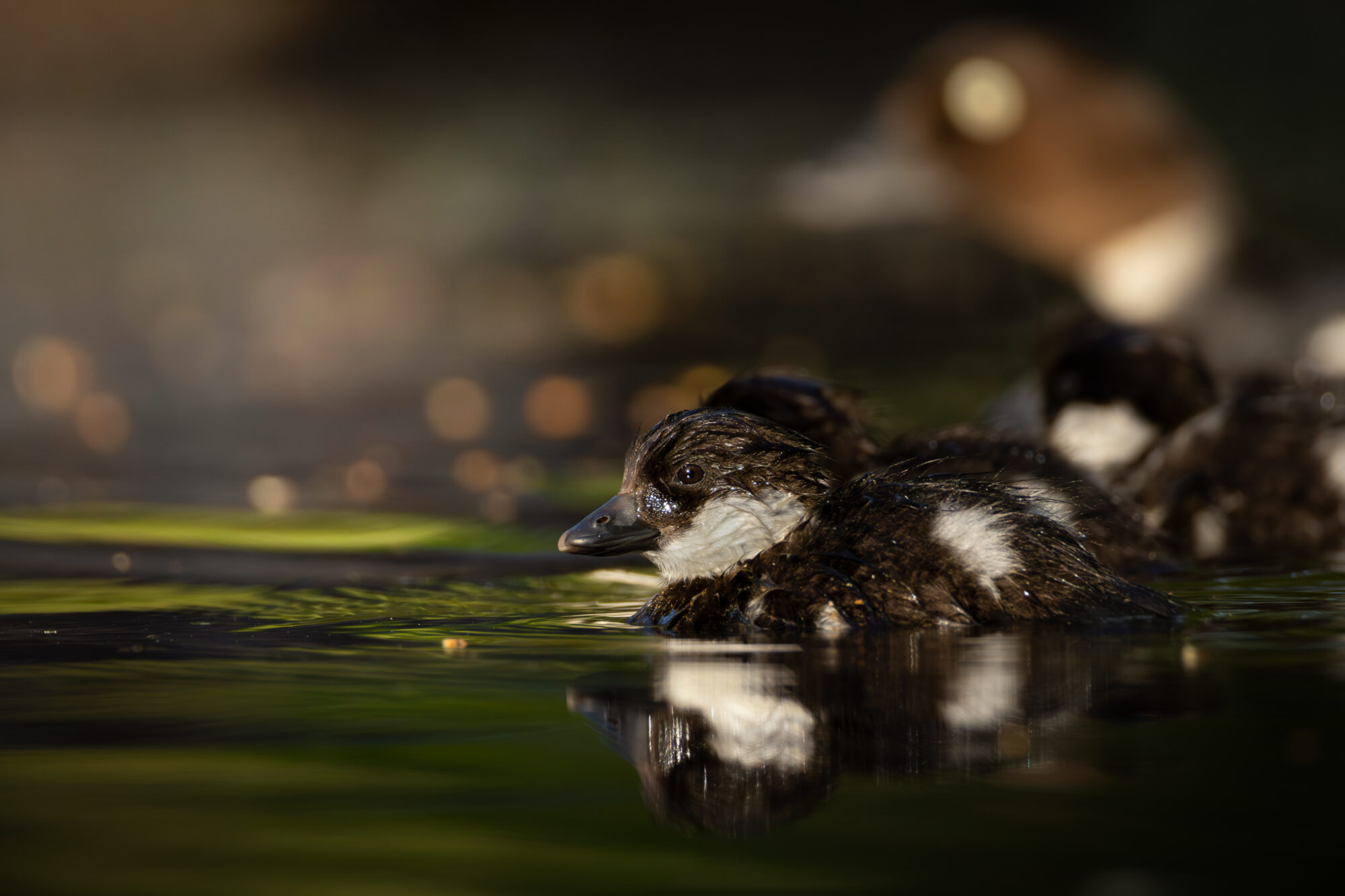 Valokuvaaja: Leevi Halme Valokuvaaja: Leevi Halme