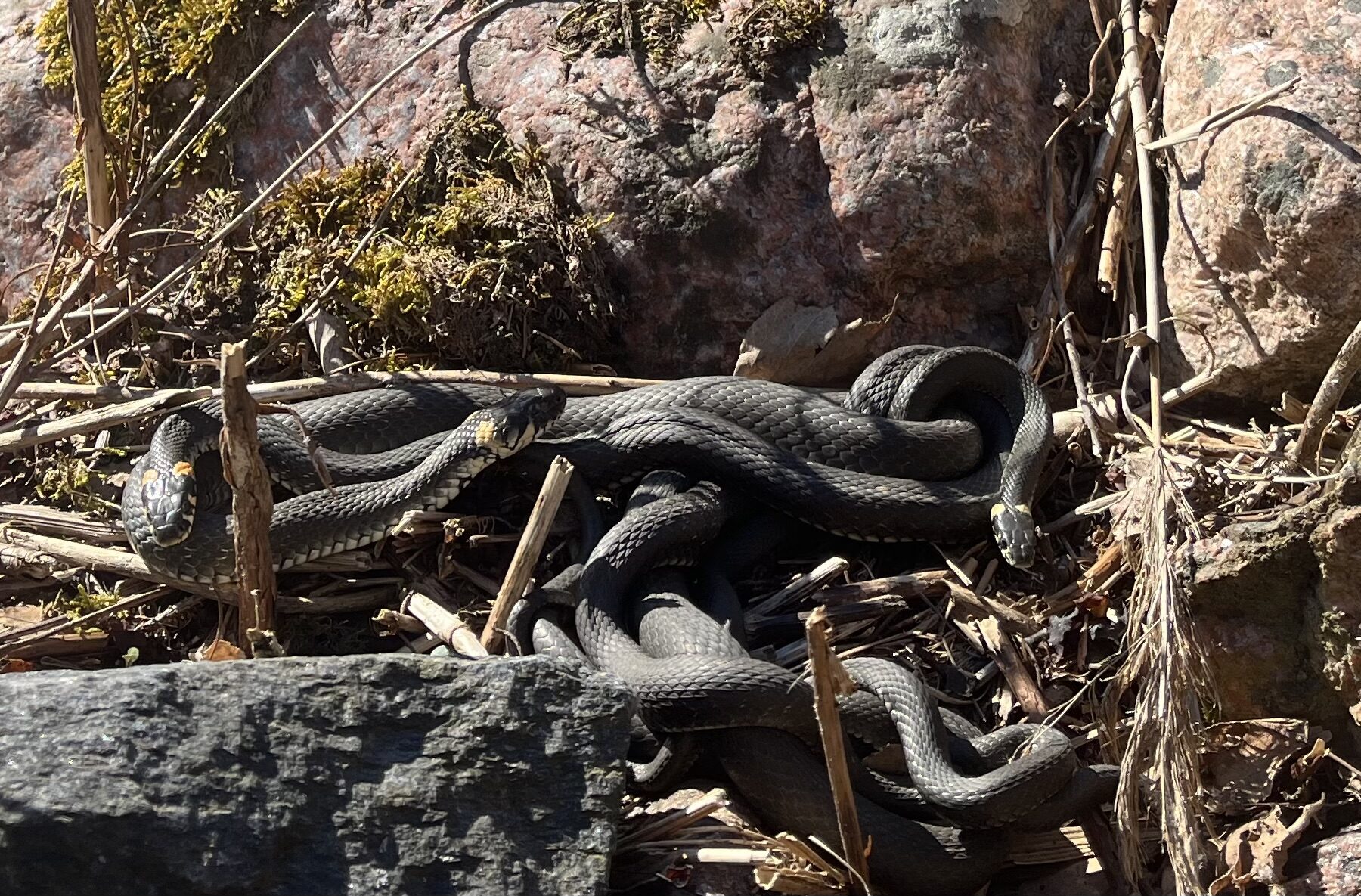 Valokuvaaja: Tuuli Rossi