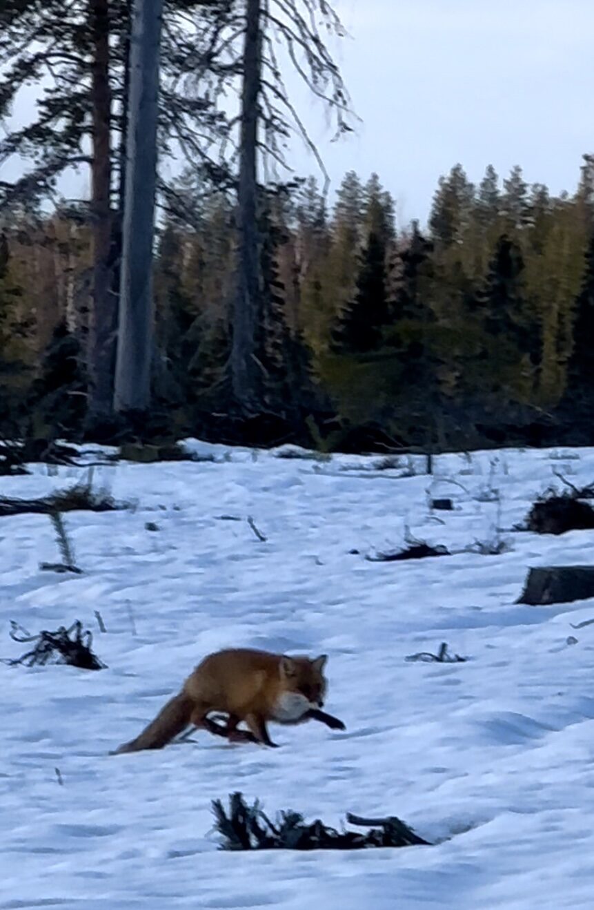 Valokuvaaja: Minna Kallunki