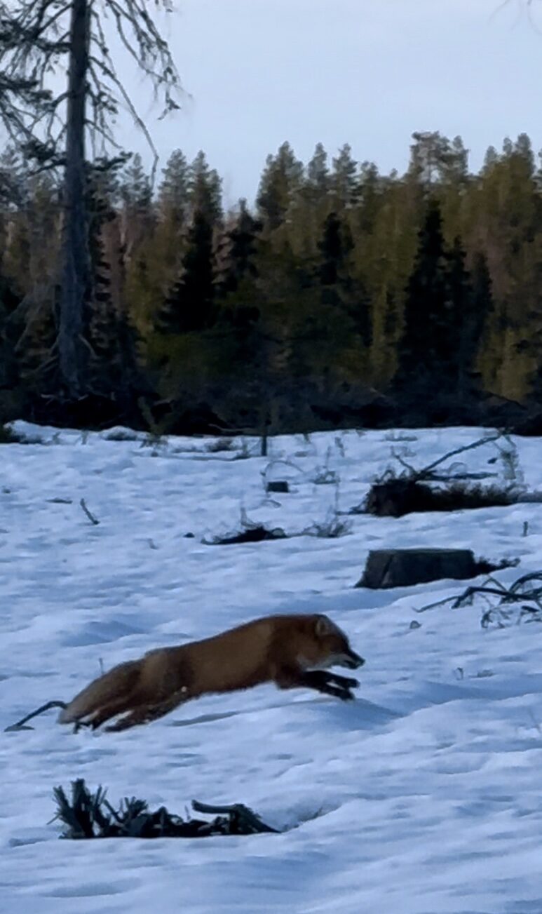 Valokuvaaja: Minna Kallunki