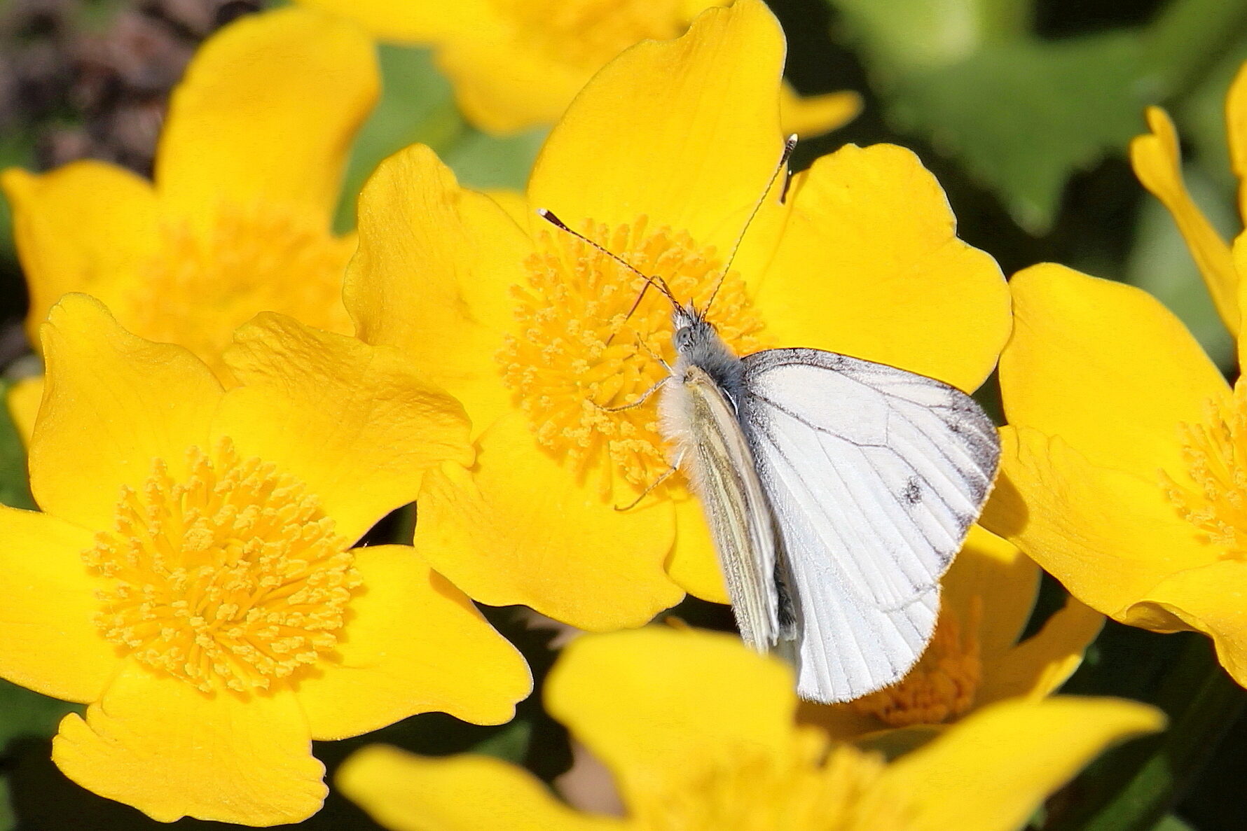 Valokuvaaja: Kirsi-Marja Joenpolvi