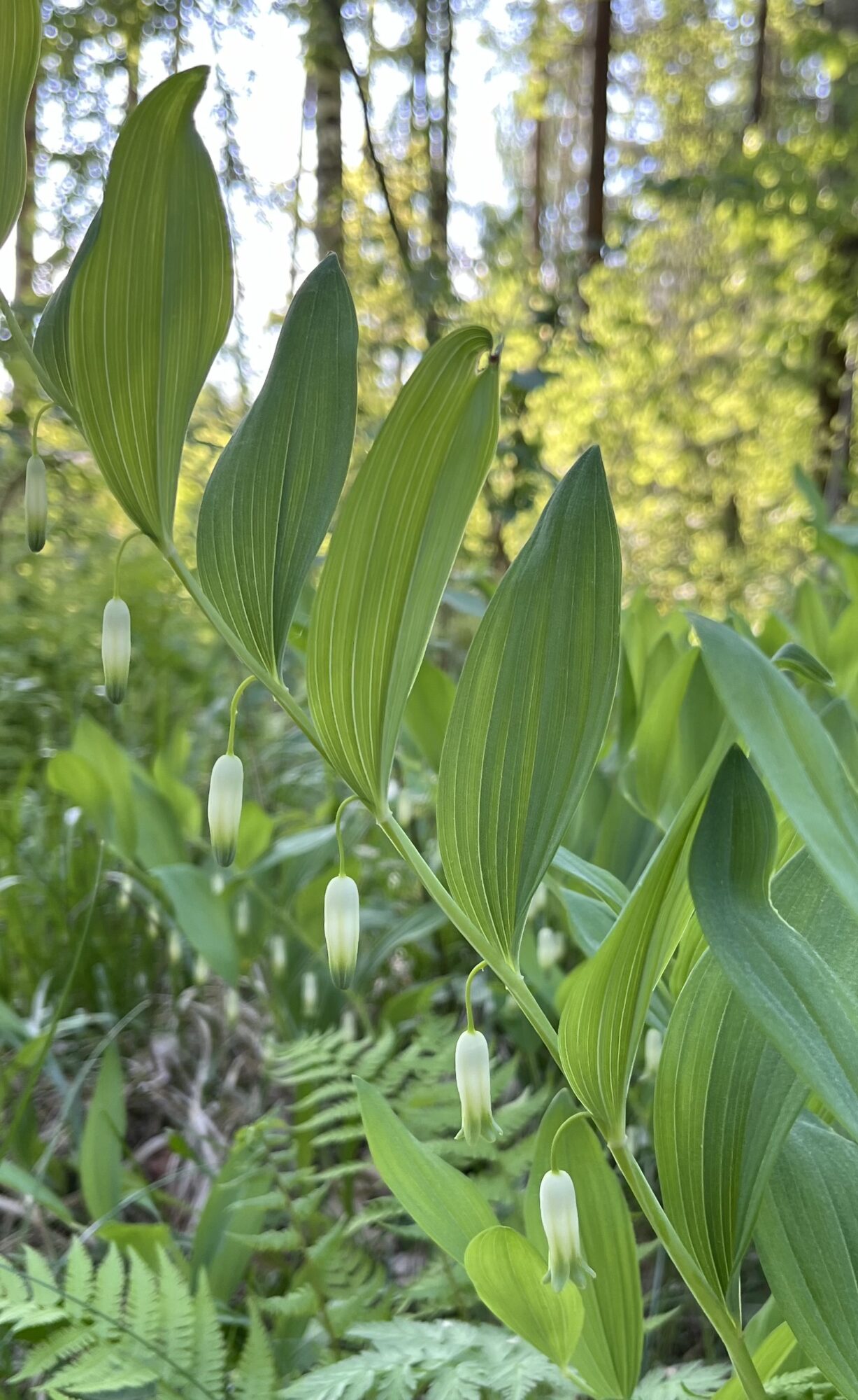 Valokuvaaja: Tuuli Rossi
