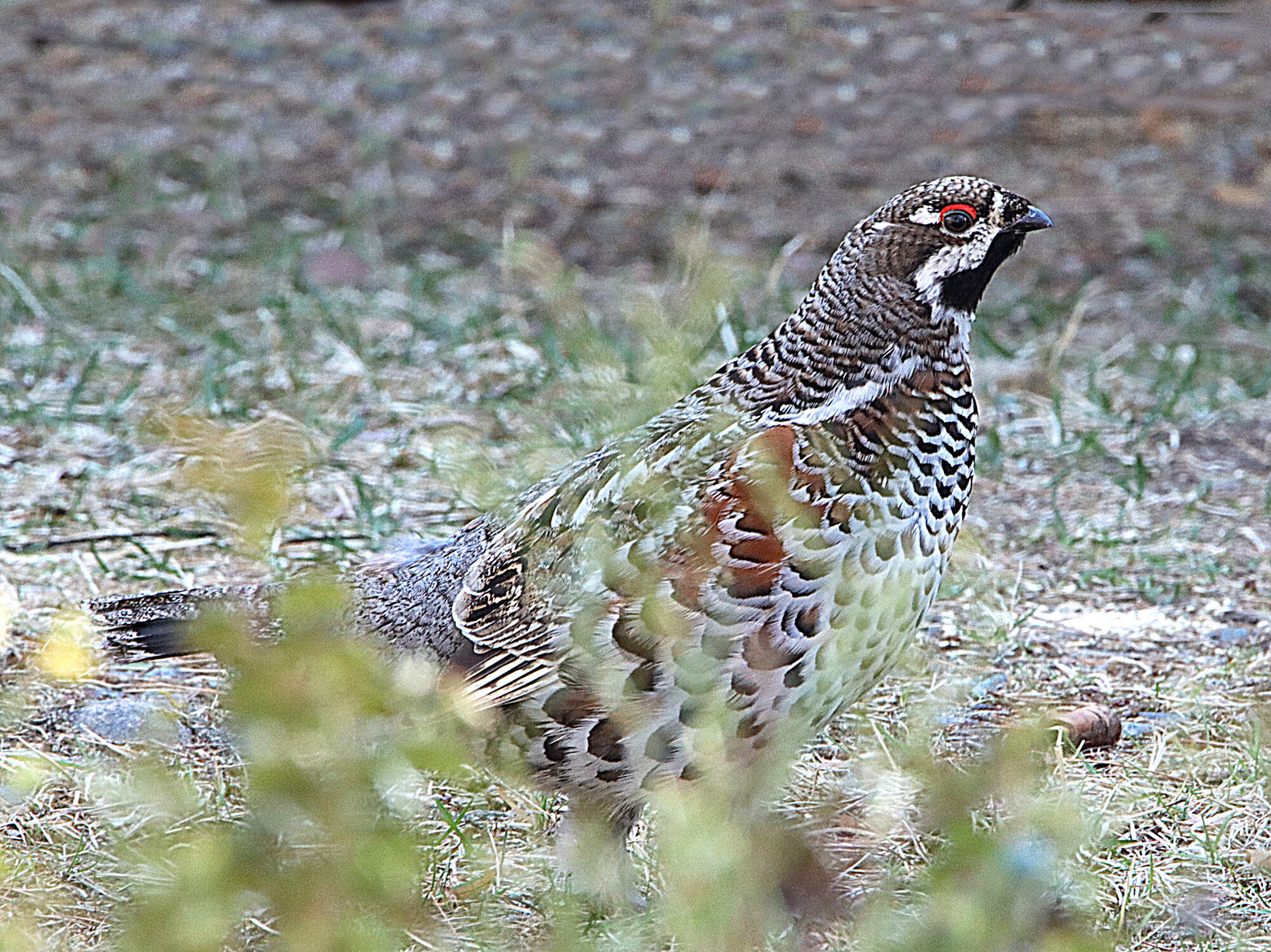Valokuvaaja: Hannu Rasiranta