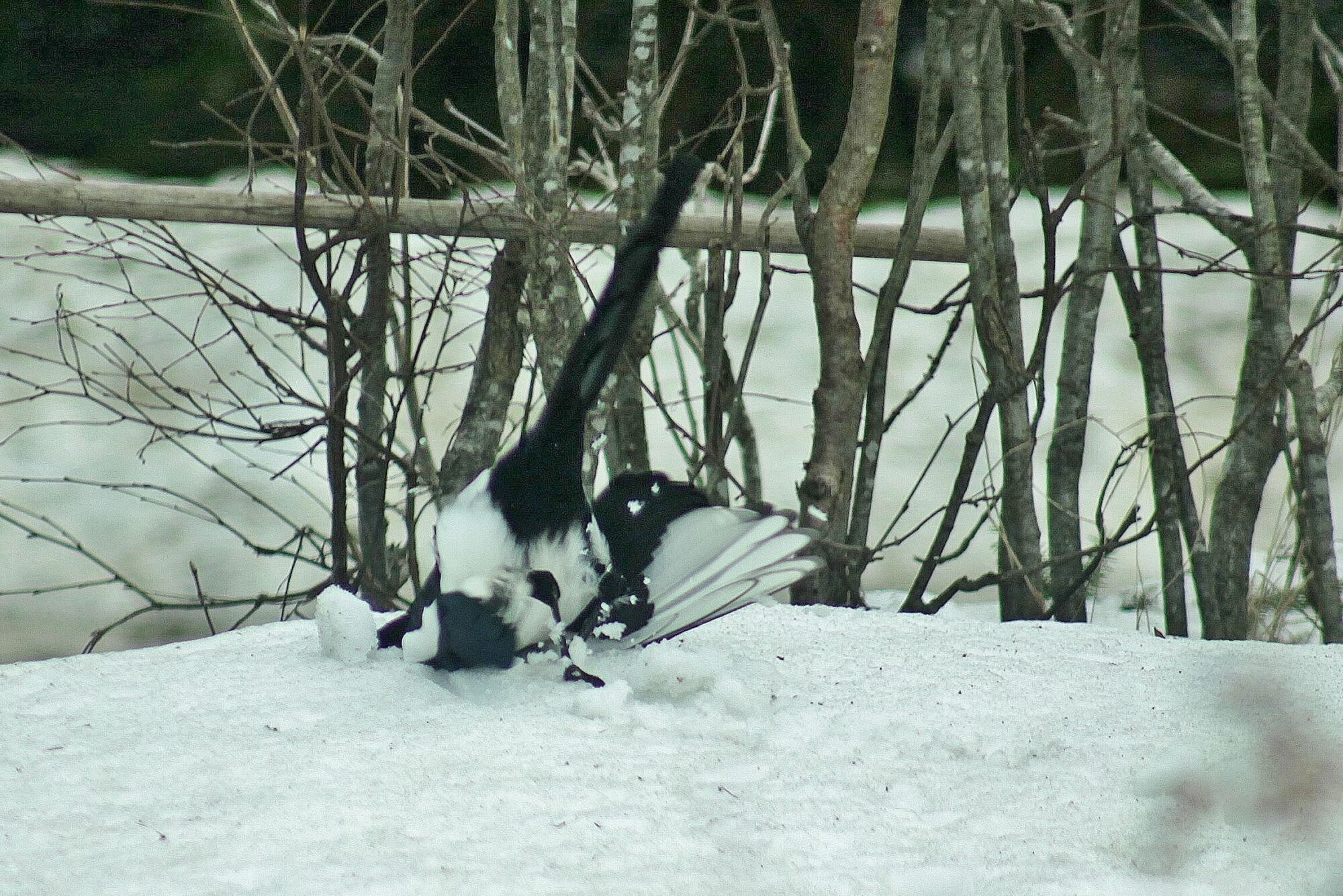 Valokuvaaja: Pirkko Siukonen