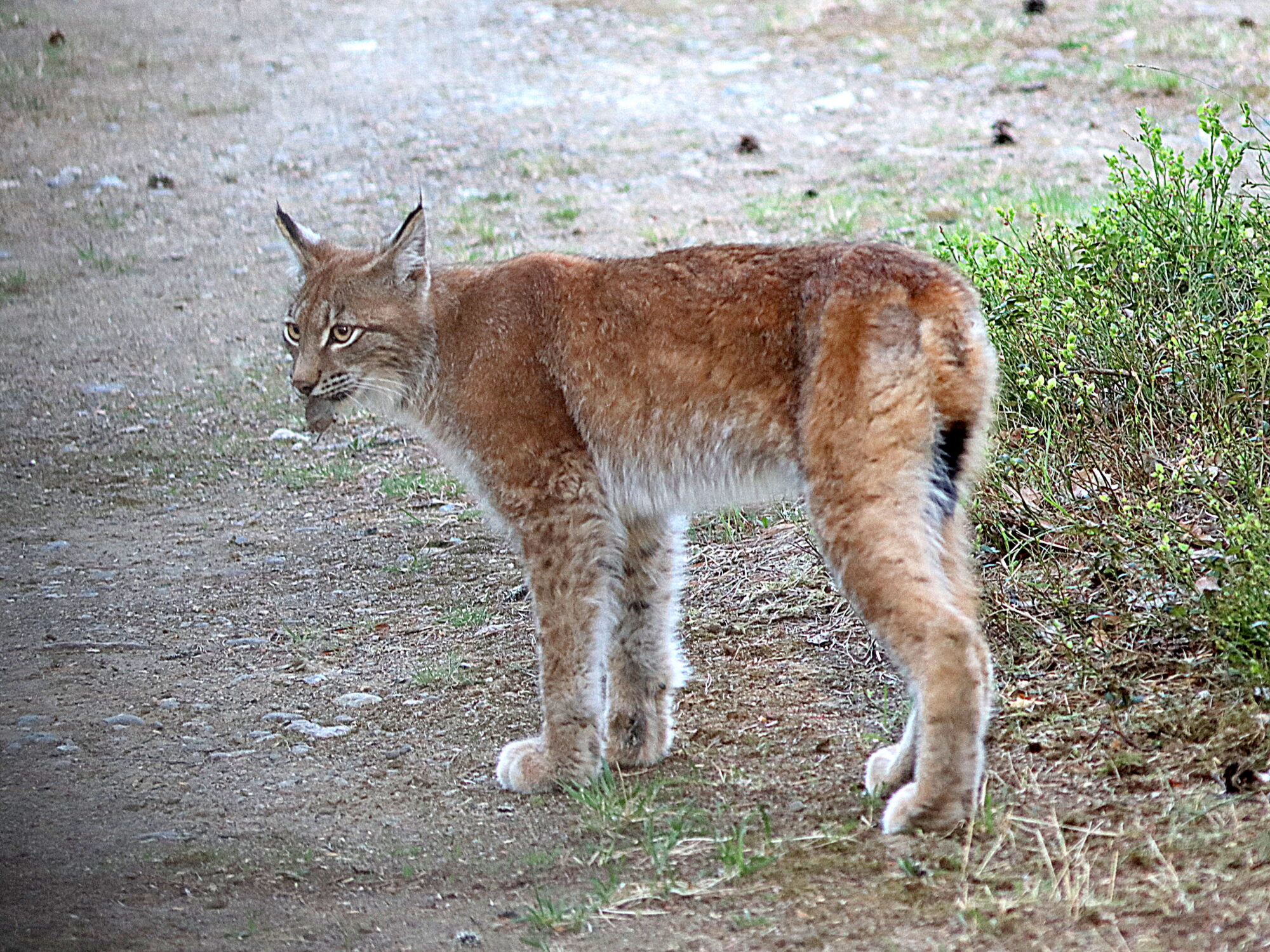 Valokuvaaja: Hannu Rasiranta