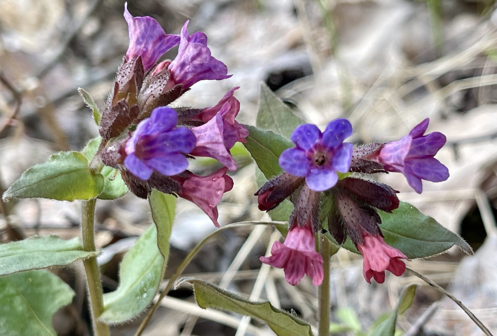 Valokuvaaja: Liisa Niiva-Korpela