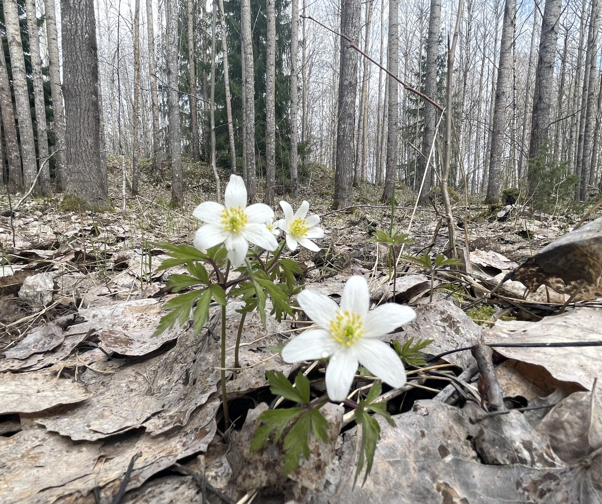 Valokuvaaja: Liisa Niiva-Korpela