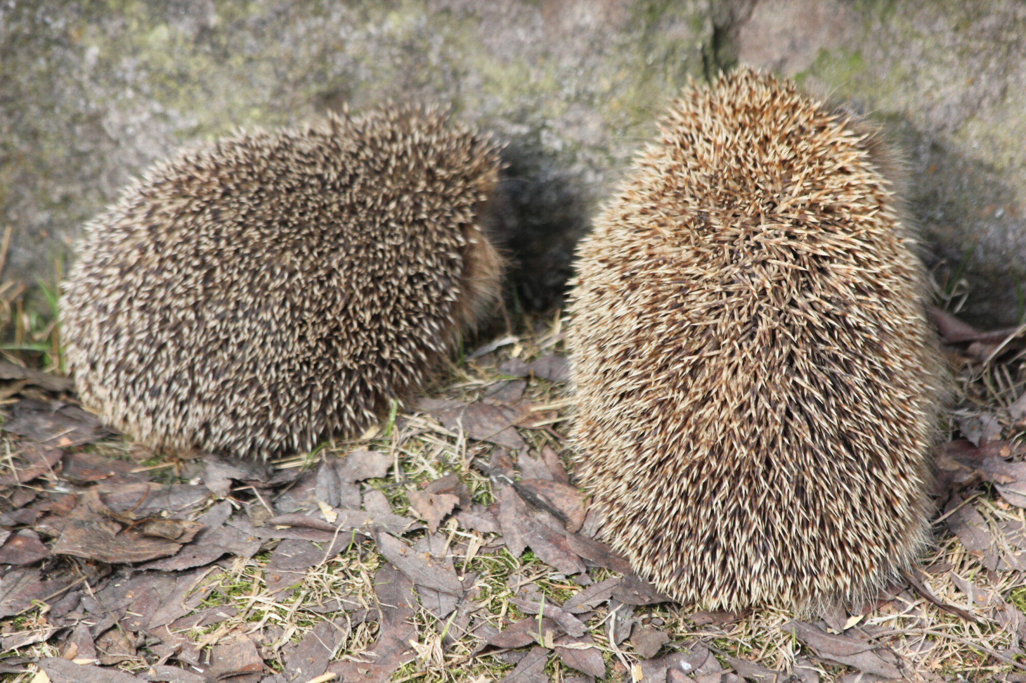 Valokuvaaja: Kotilainen Seppo