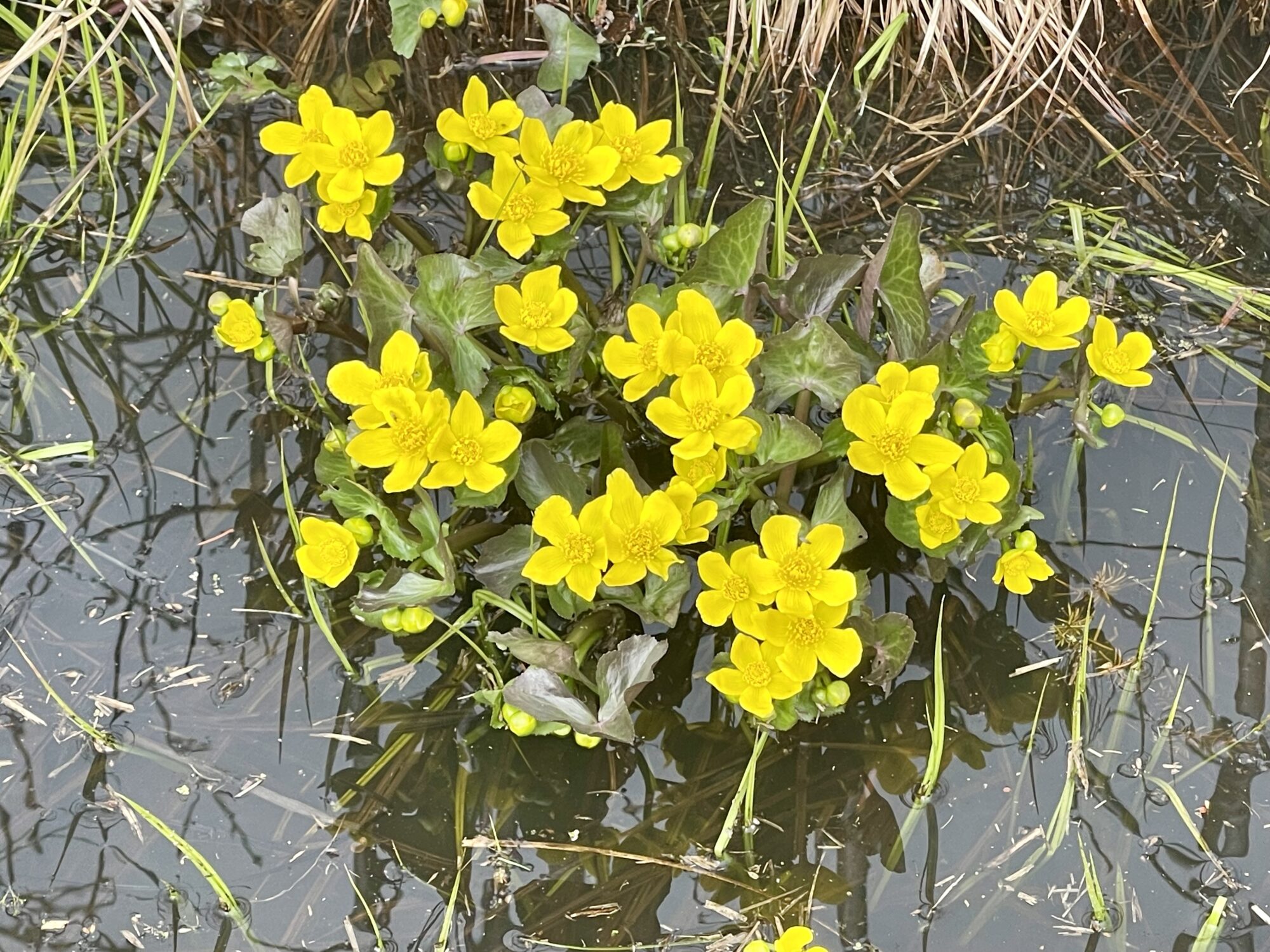 Valokuvaaja: Liisa Niiva-Korpela