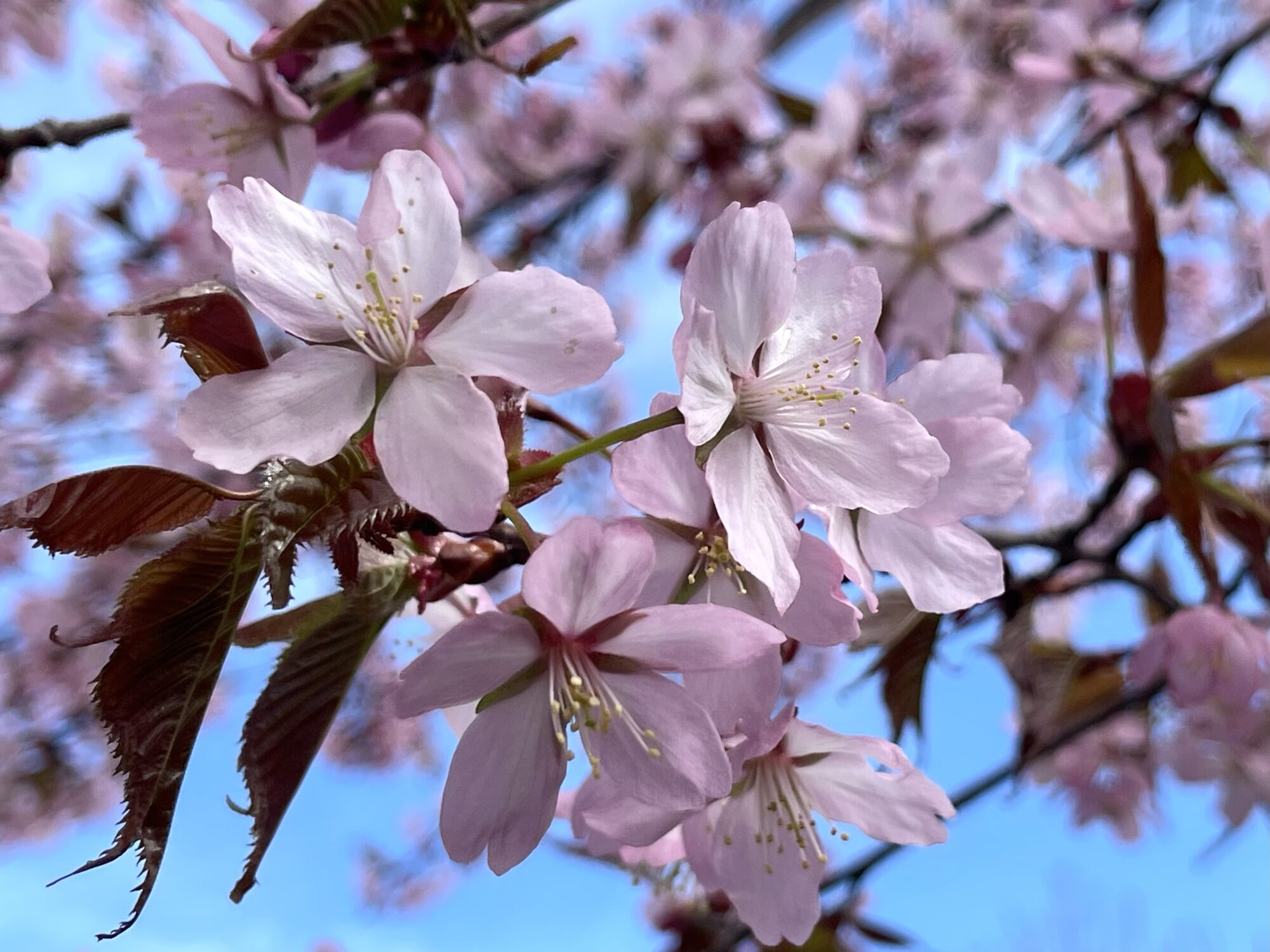 Valokuvaaja: Liisa Niiva-Korpela