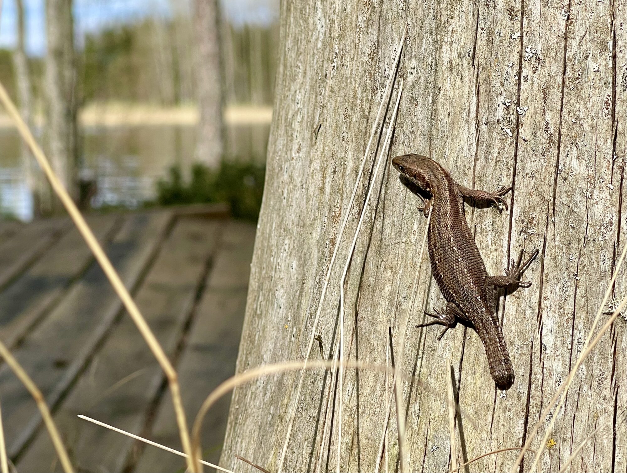 Valokuvaaja: Liisa Niiva-Korpela