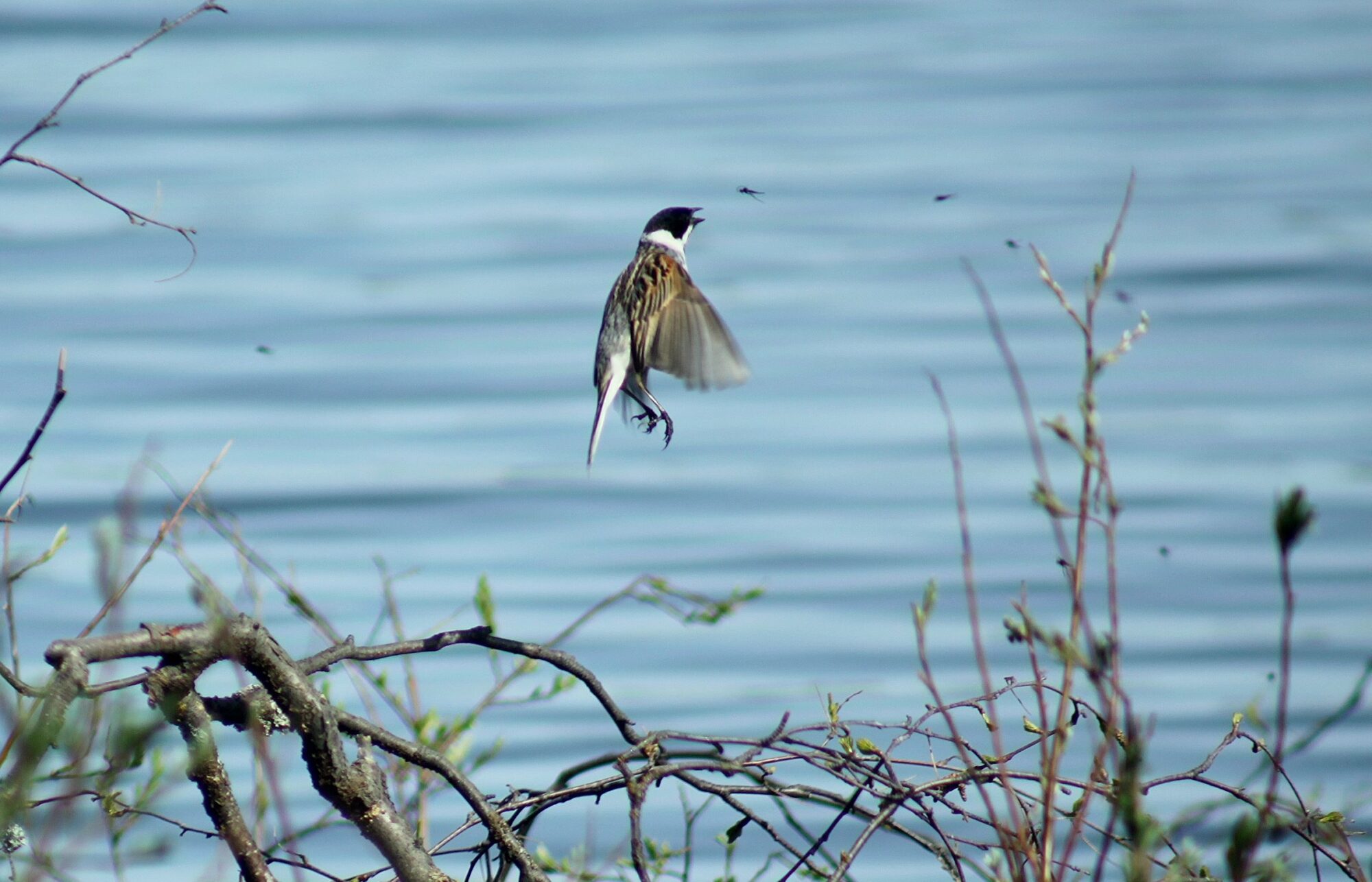 Valokuvaaja: Pirkko Siukonen