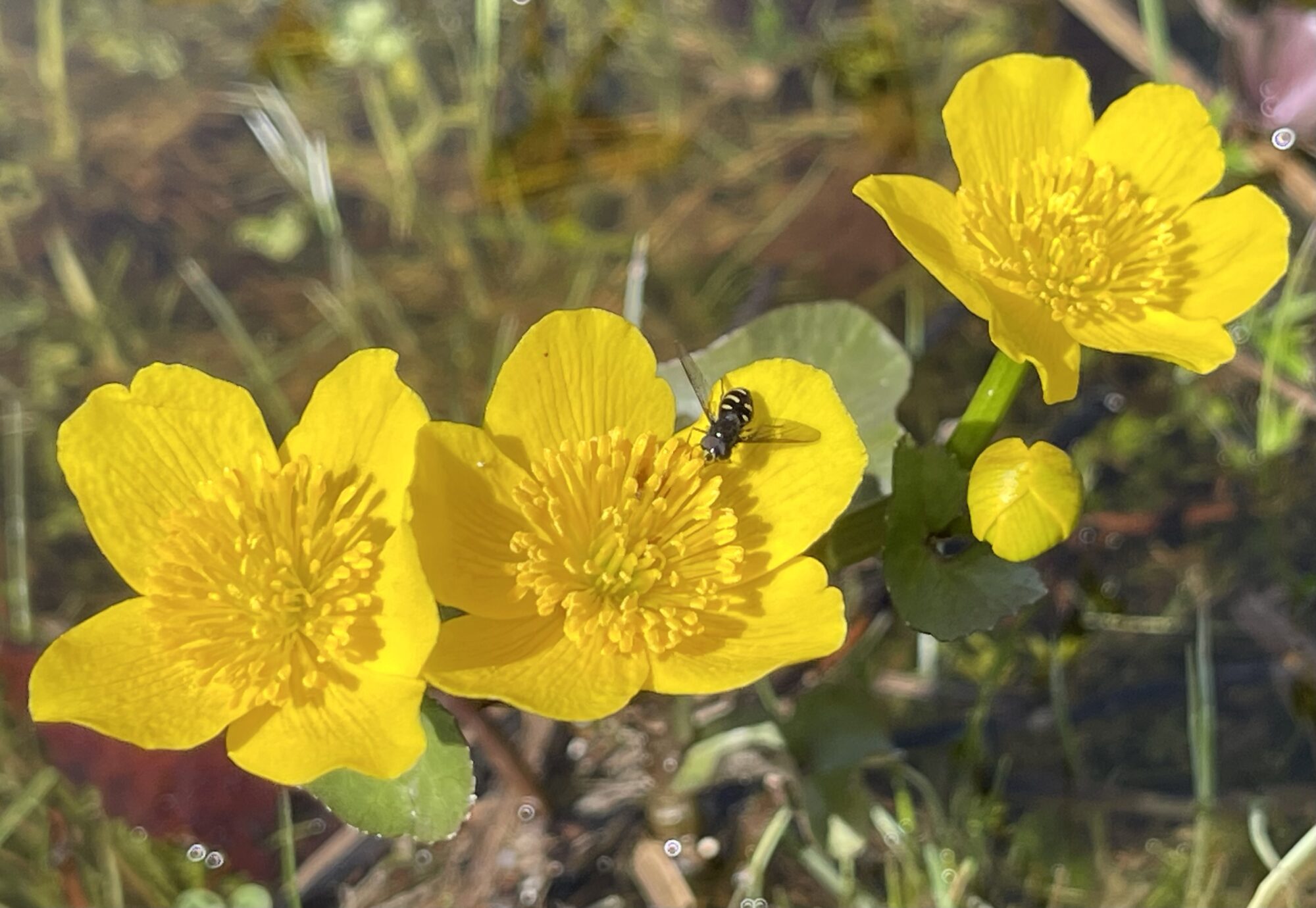 Valokuvaaja: Liisa Niiva-Korpela