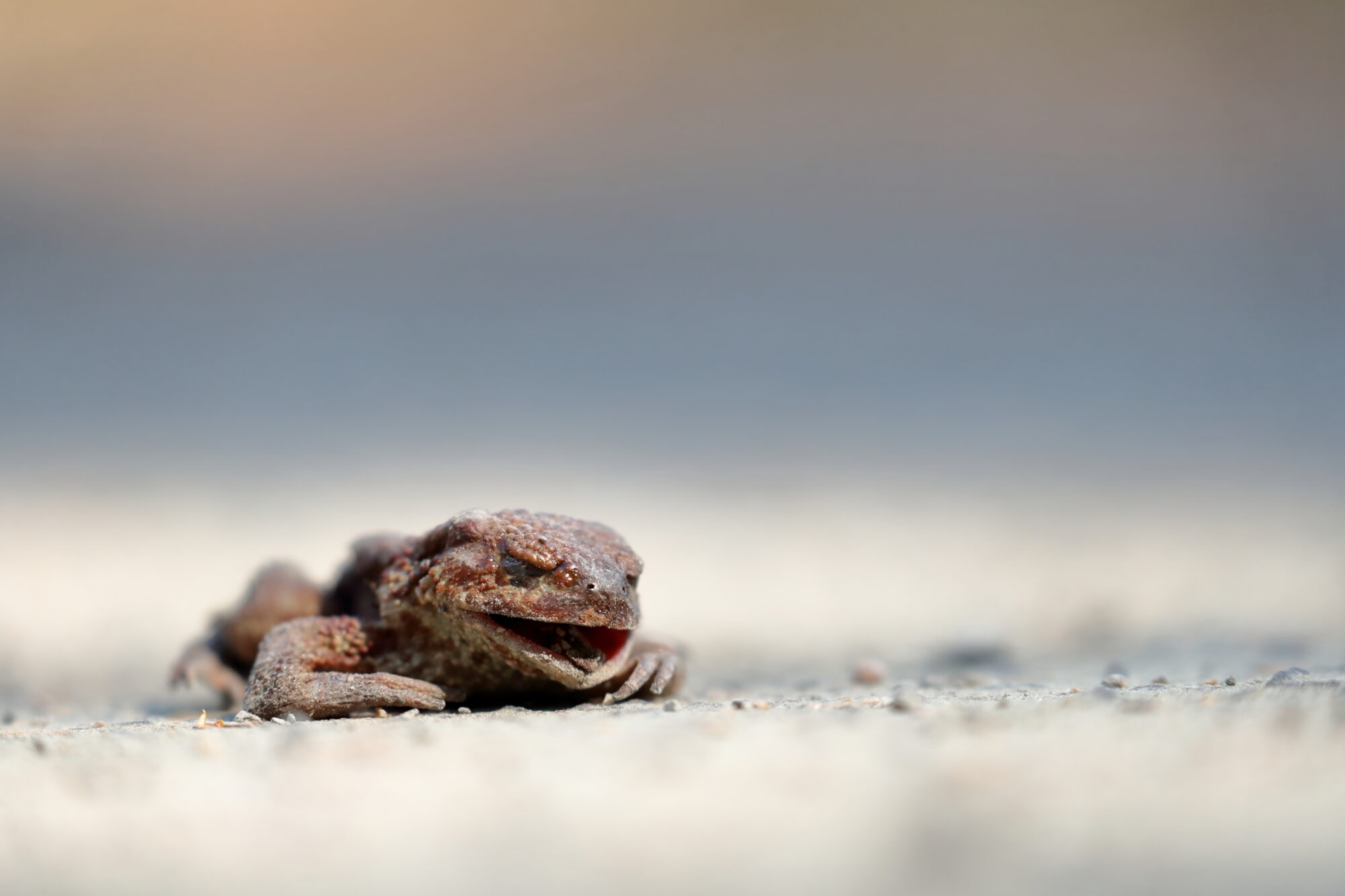 Valokuvaaja: Lasse Kokko Valokuvaaja: Lasse Kokko