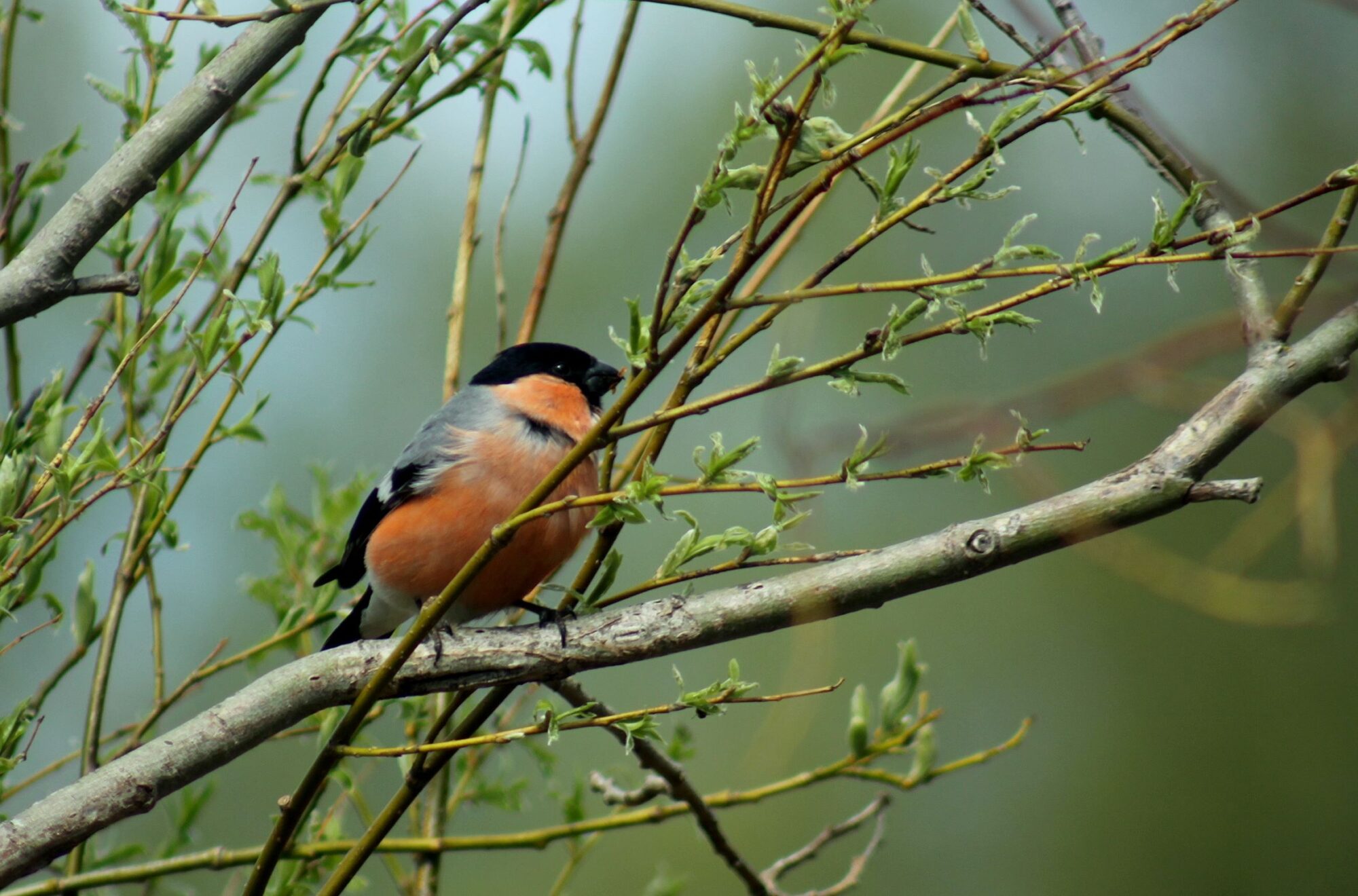 Valokuvaaja: Pirkko Siukonen