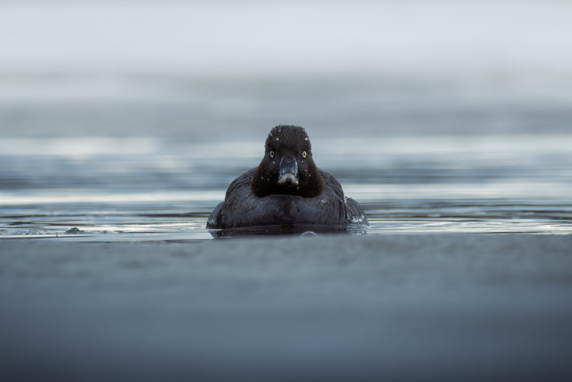 Valokuvaaja: Leevi Halme