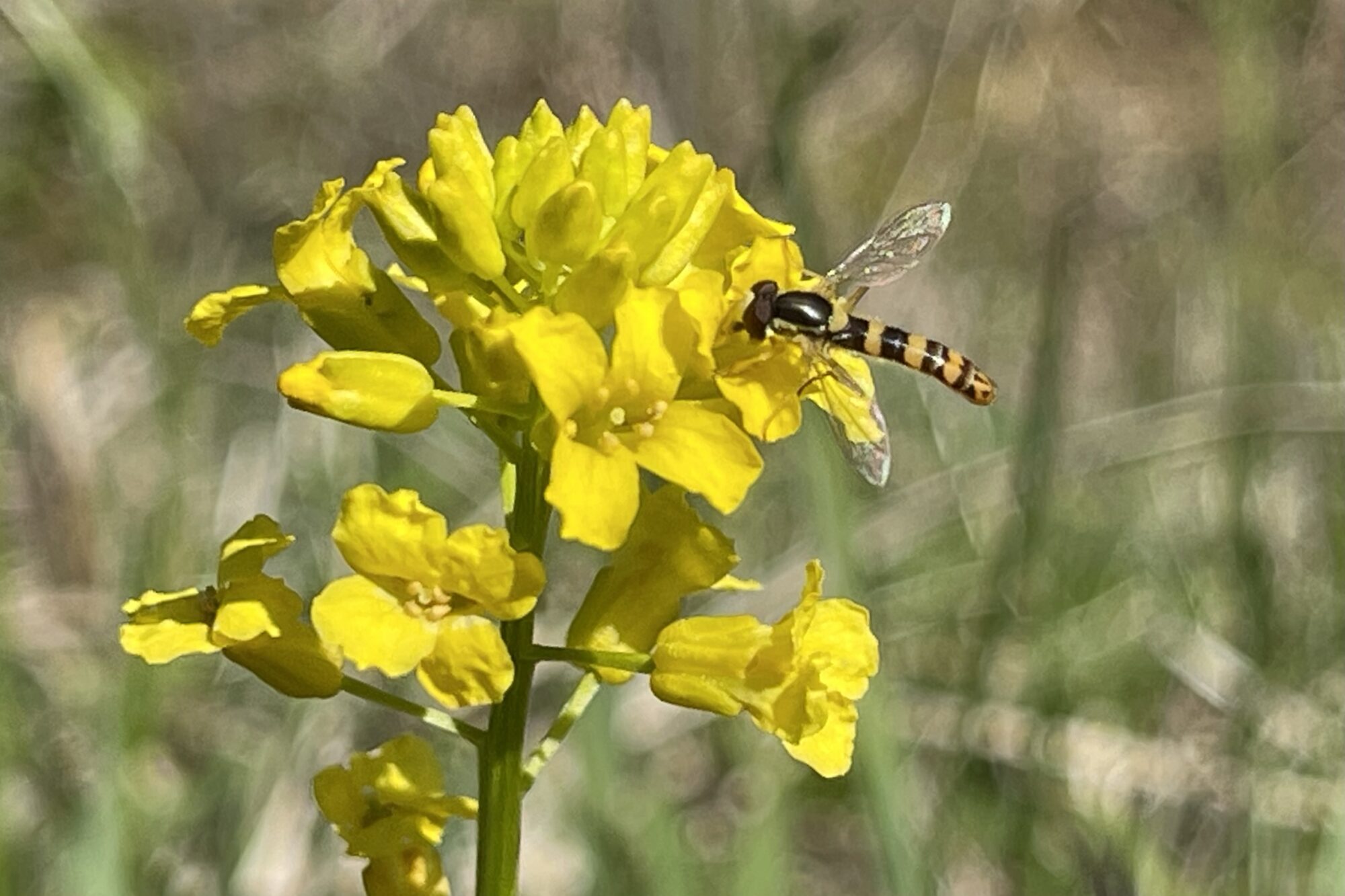 Valokuvaaja: Liisa Niiva-Korpela Valokuvaaja: Liisa Niiva-Korpela