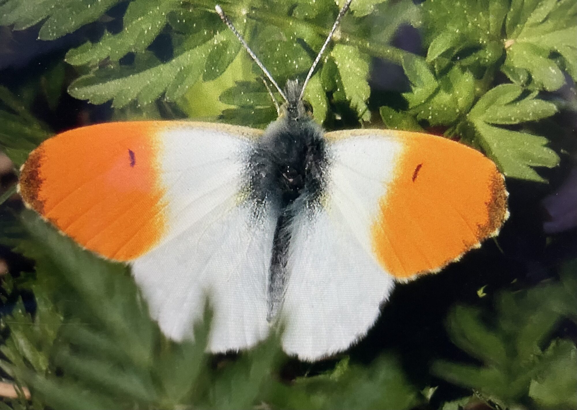 Valokuvaaja: Liisa Niiva-Korpela