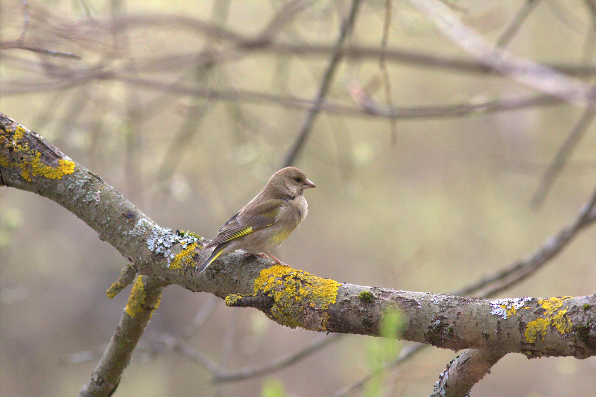 Valokuvaaja: Tapio Keinonen