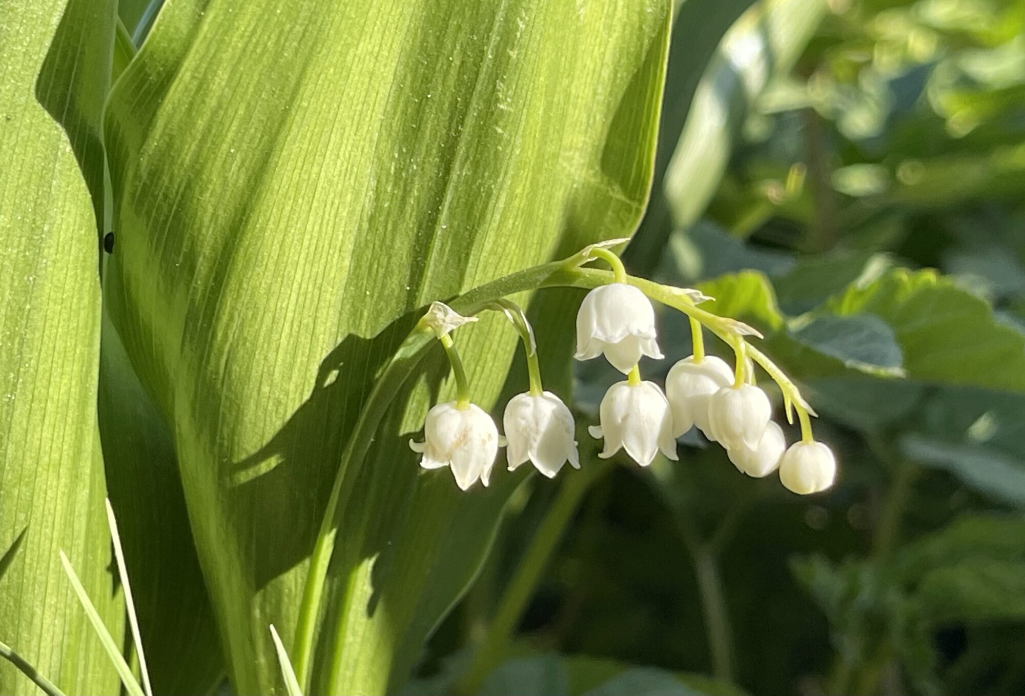 Valokuvaaja: Liisa Niiva-Korpela