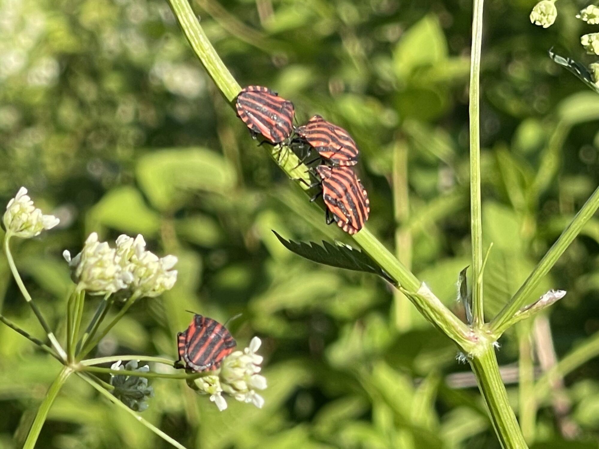Valokuvaaja: Liisa Niiva-Korpela