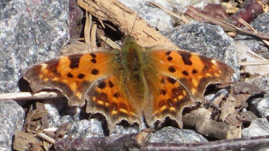 Valokuvaaja: Risto Kangassalo