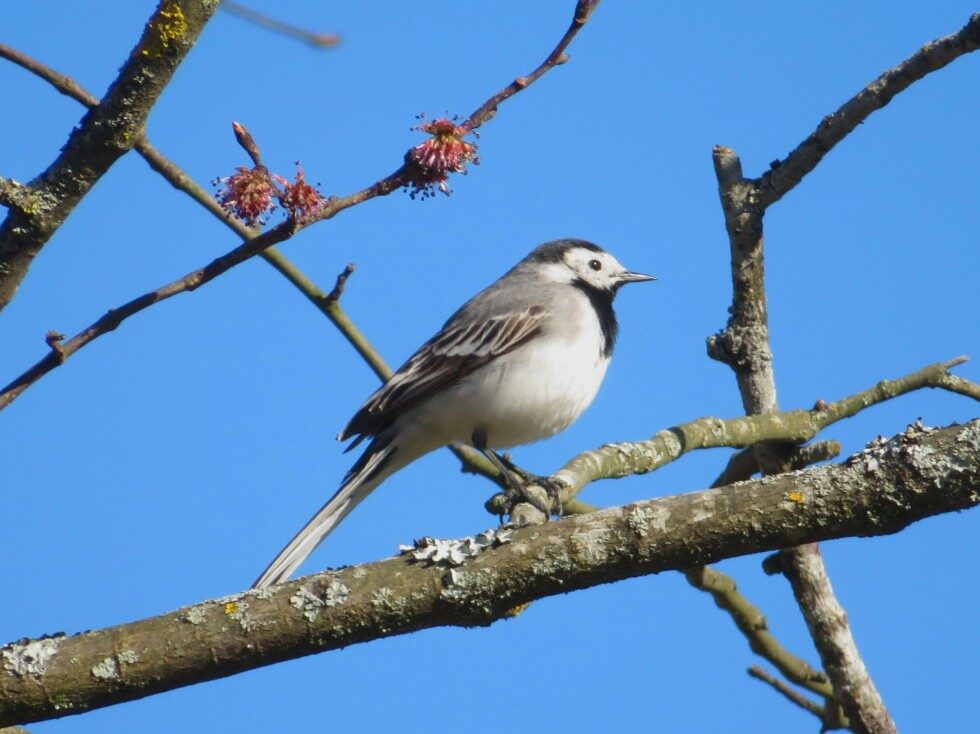 Valokuvaaja: Risto Kangassalo