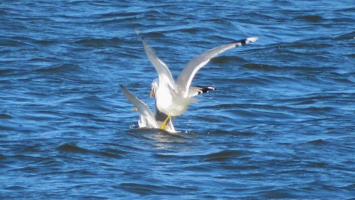 Valokuvaaja: Risto Kangassalo