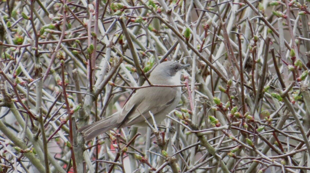 Valokuvaaja: Risto Kangassalo Valokuvaaja: Risto Kangassalo