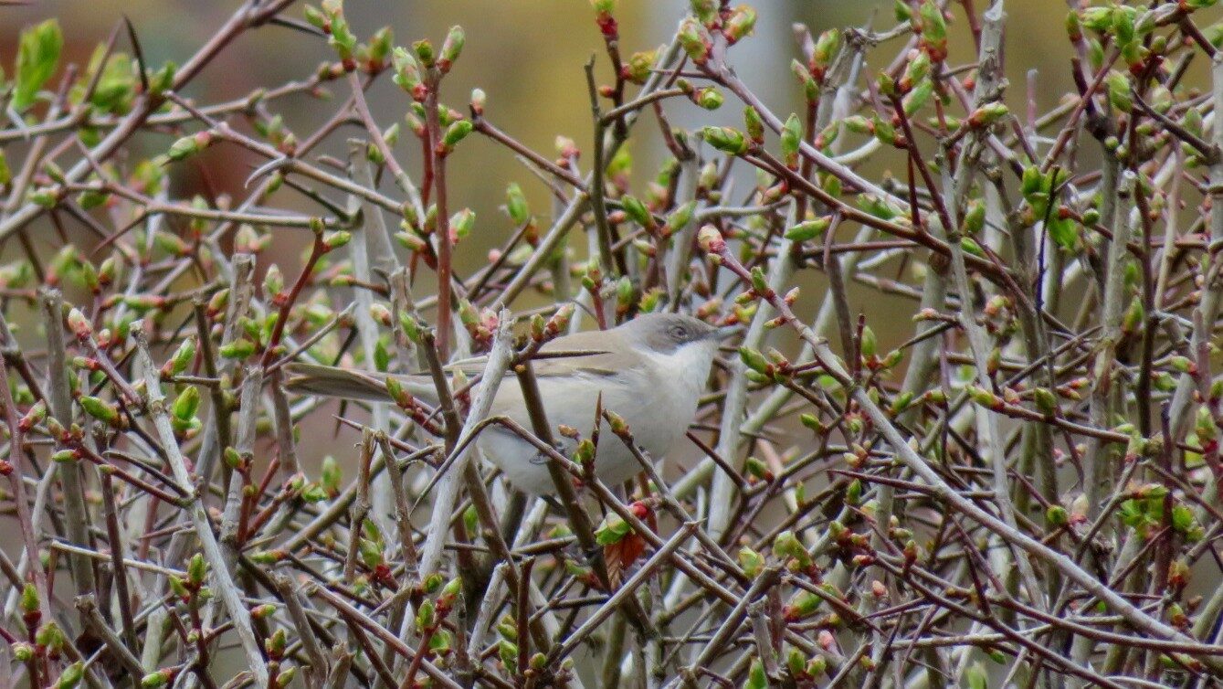 Valokuvaaja: Risto Kangassalo