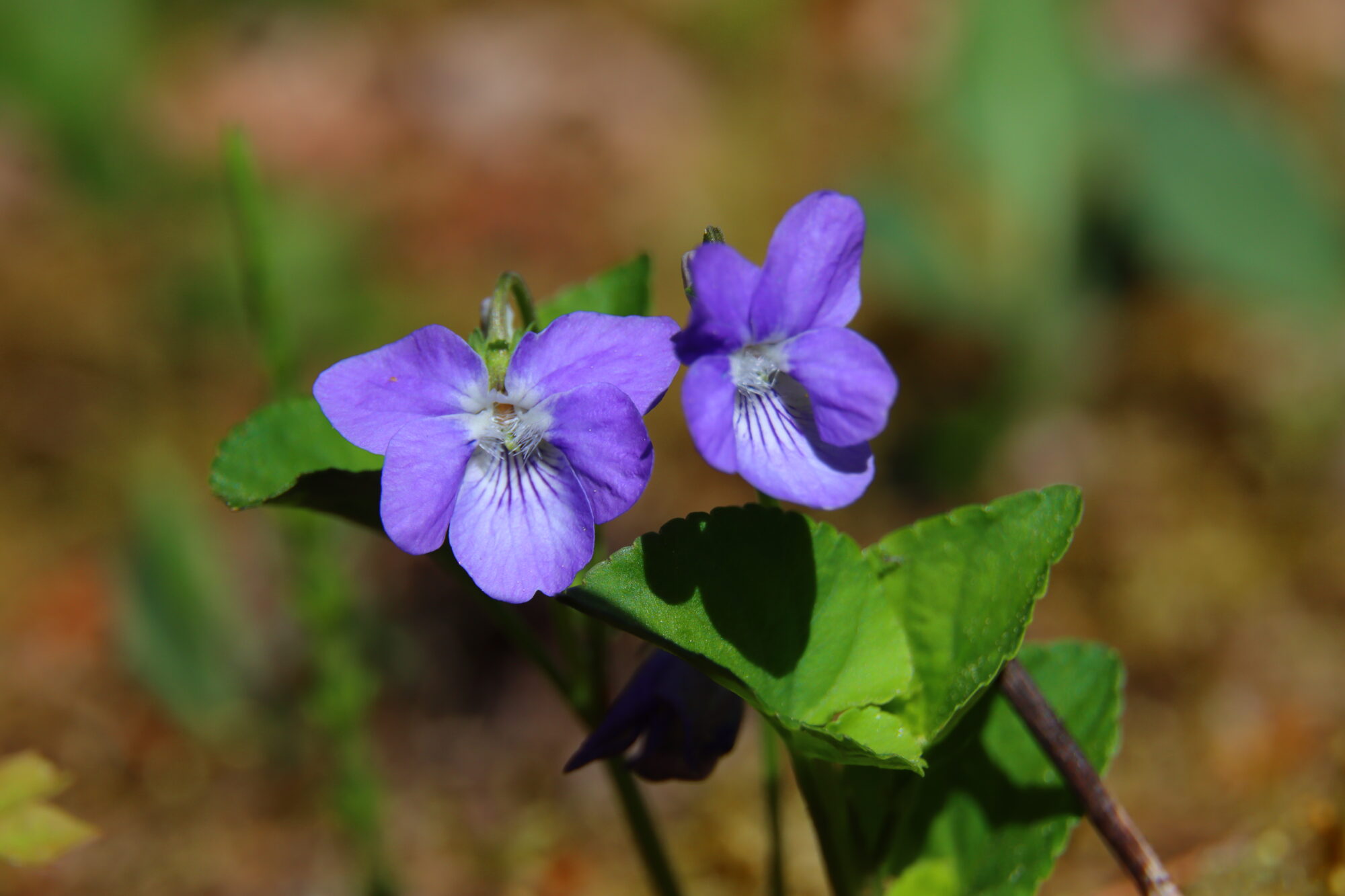Valokuvaaja: Irja Lehtinen Valokuvaaja: Irja Lehtinen