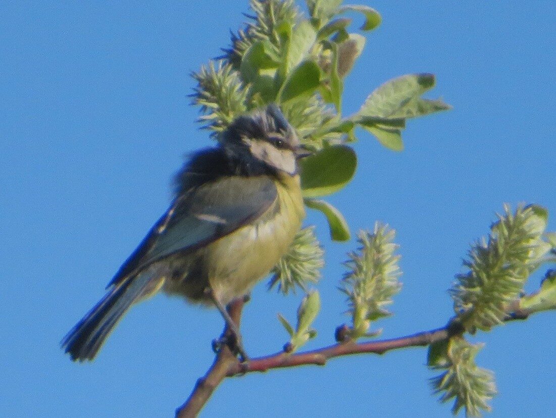Valokuvaaja: Risto Kangassalo