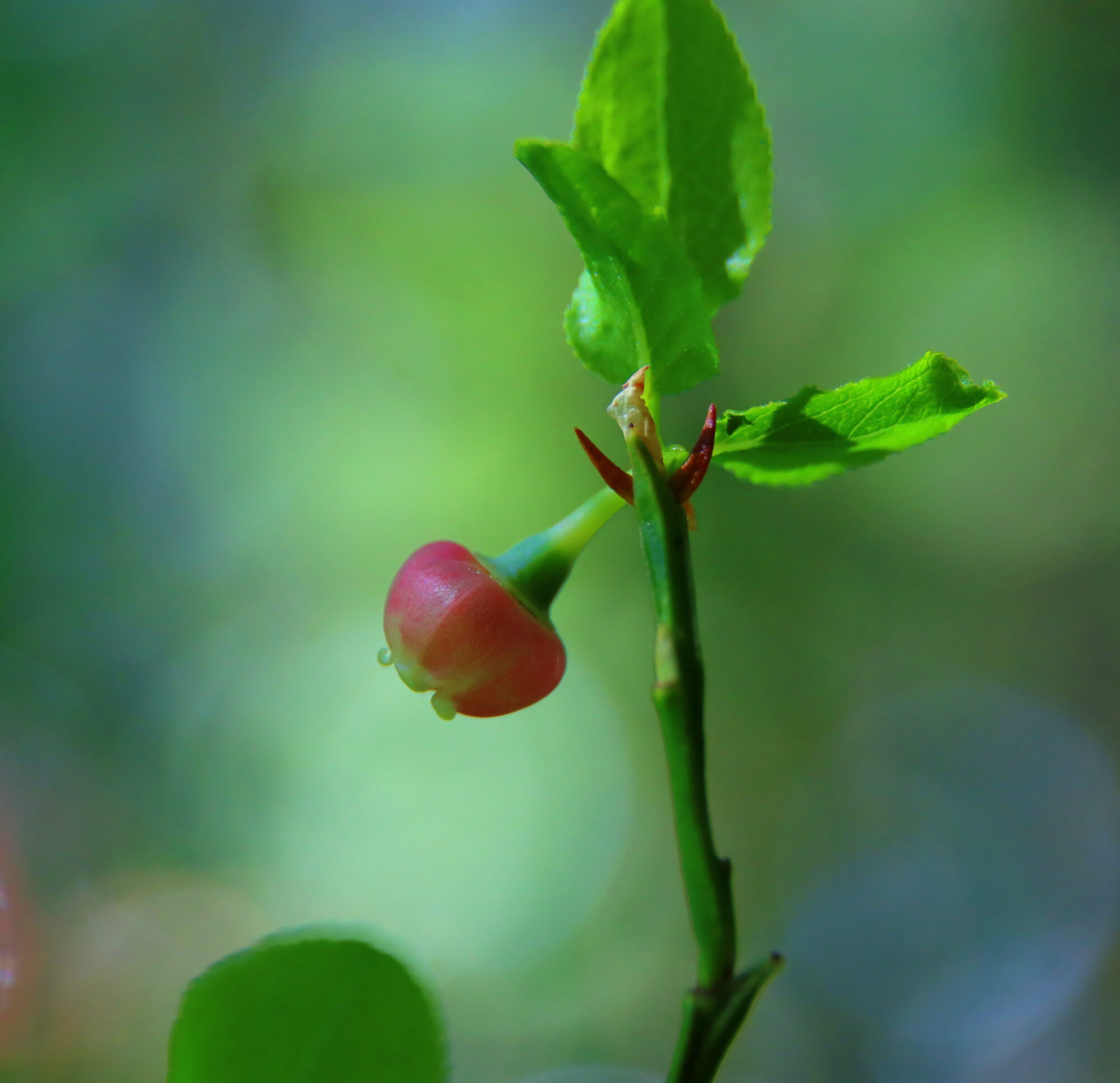Valokuvaaja: Irja Lehtinen