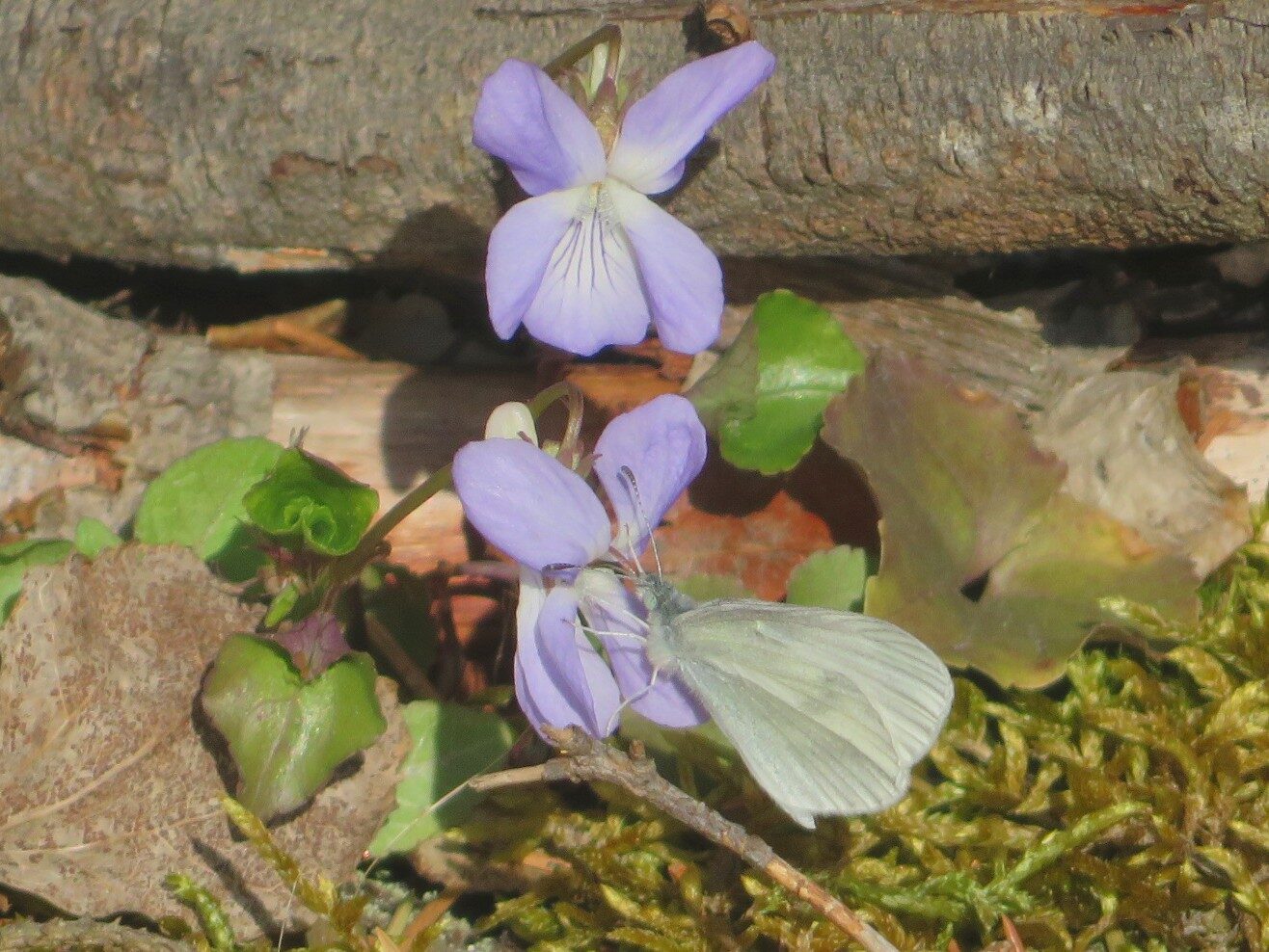 Valokuvaaja: Risto Kangassalo