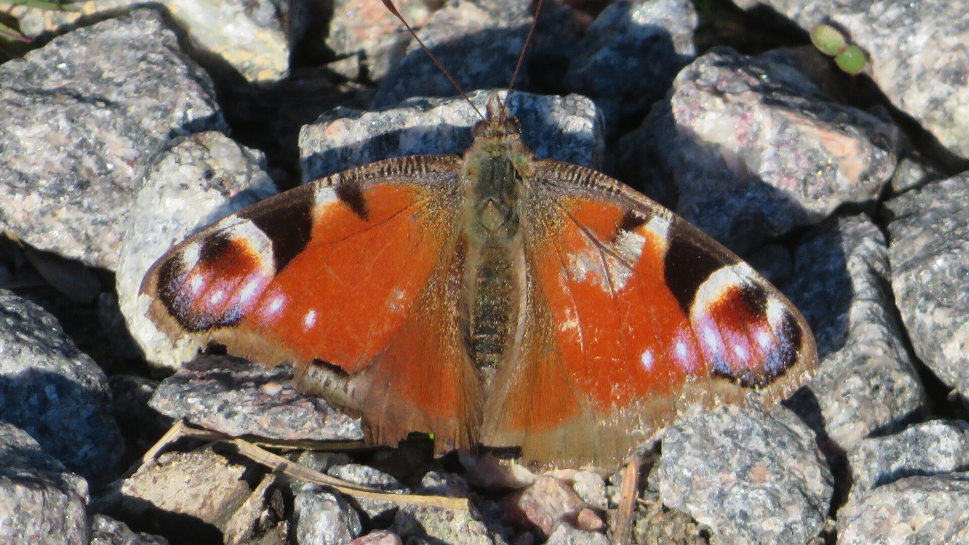 Valokuvaaja: Risto Kangassalo Valokuvaaja: Risto Kangassalo