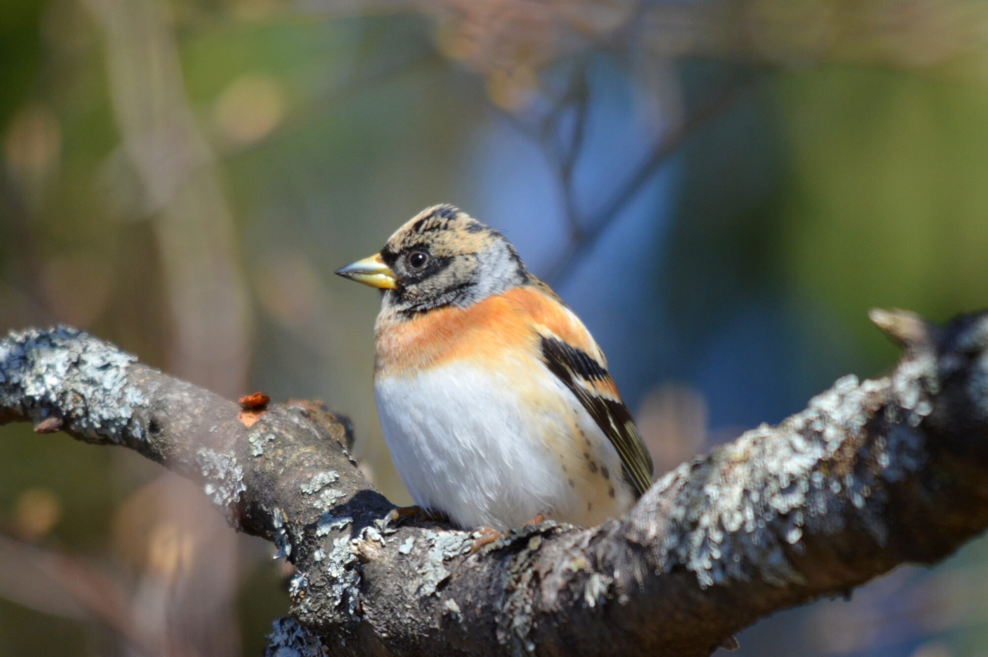 Valokuvaaja: Kaarlo Asikainen