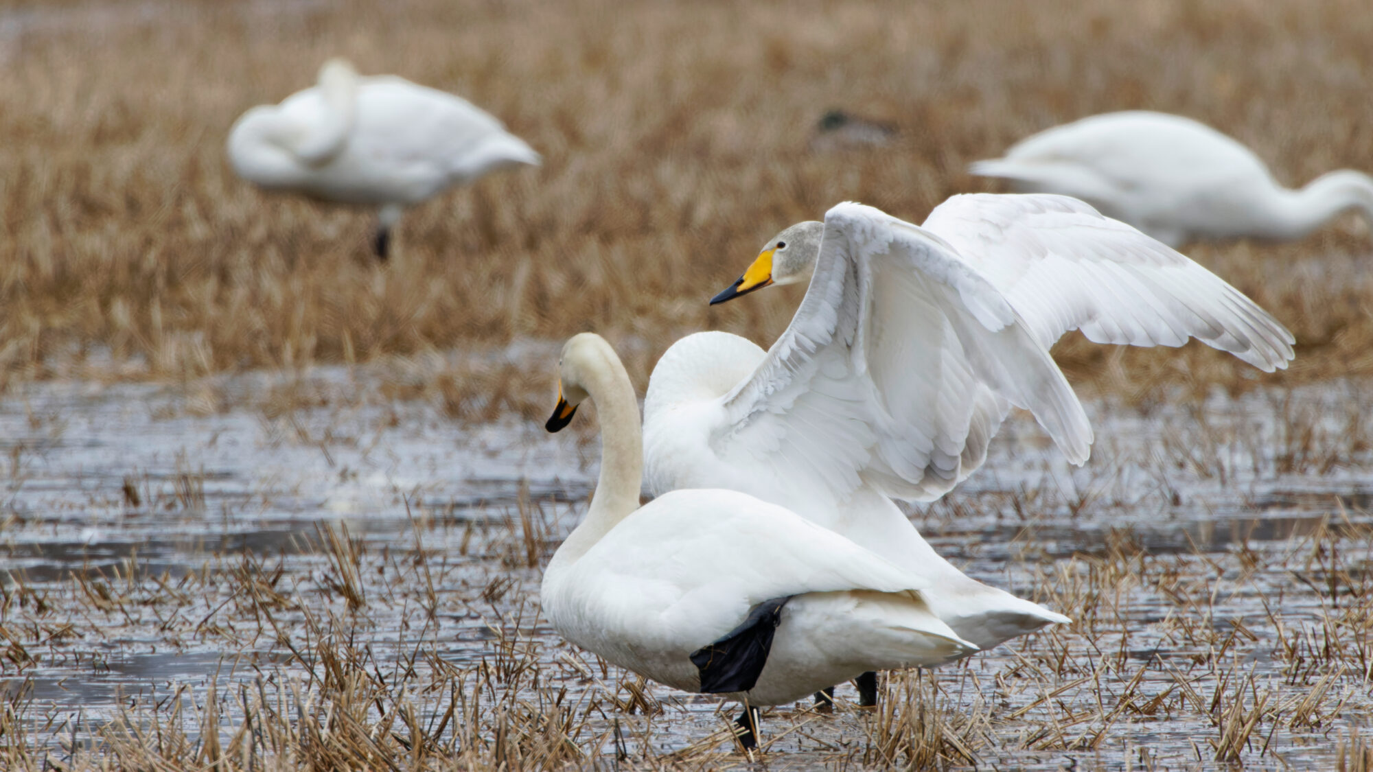 Valokuvaaja: TOMMI KUJALA