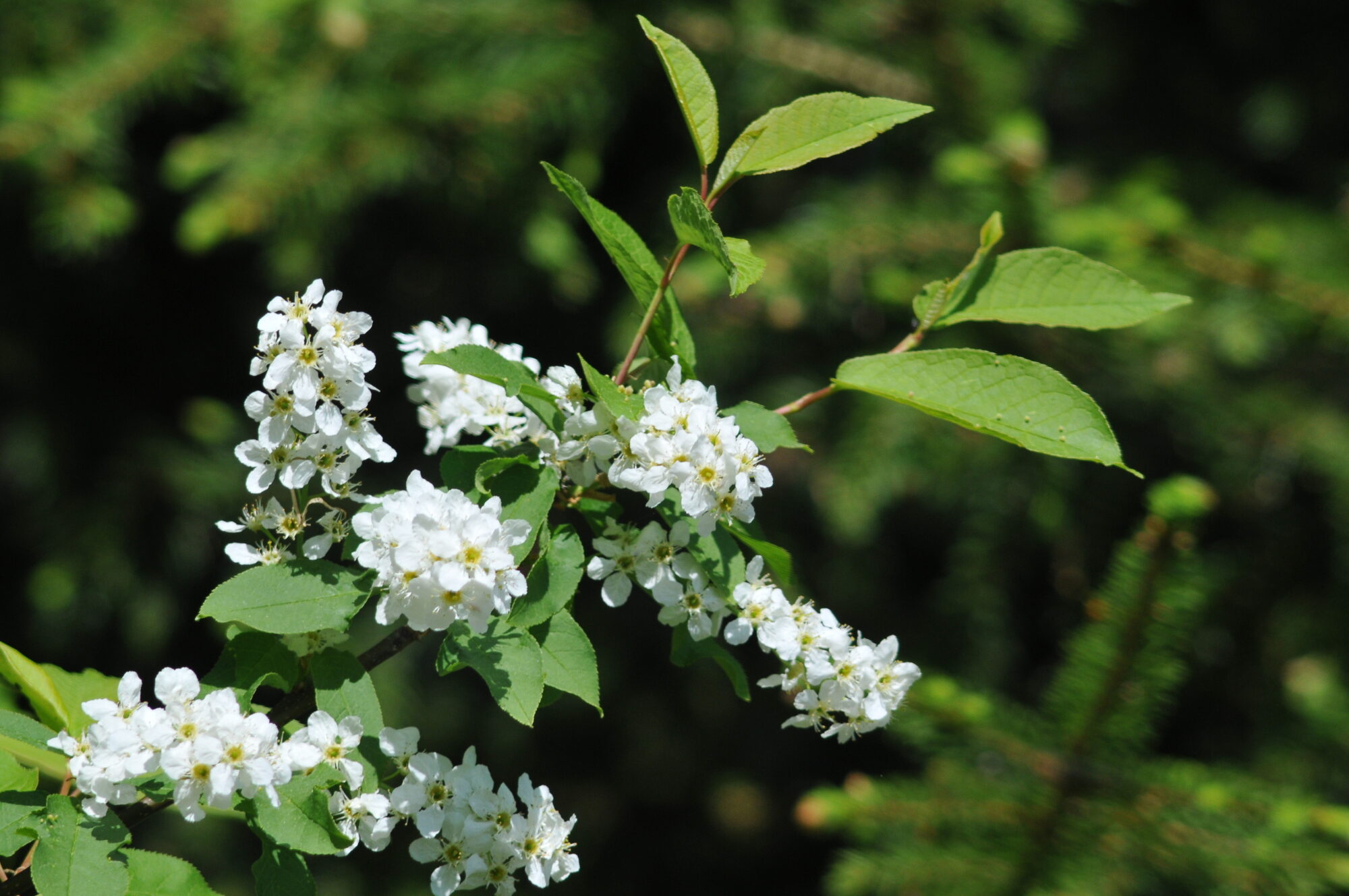 Valokuvaaja: Kaarlo Asikainen