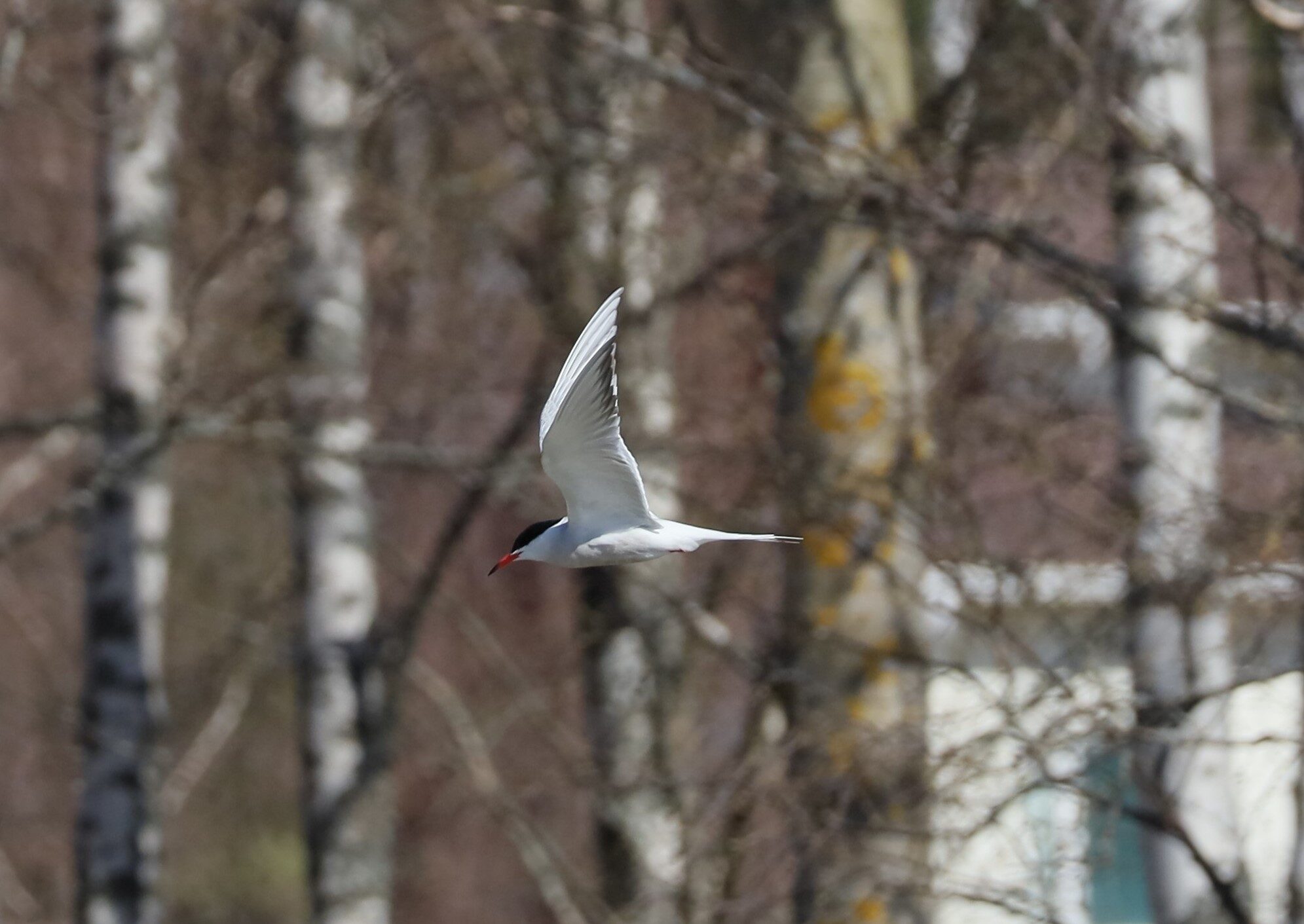 Valokuvaaja: Armi Järvinen