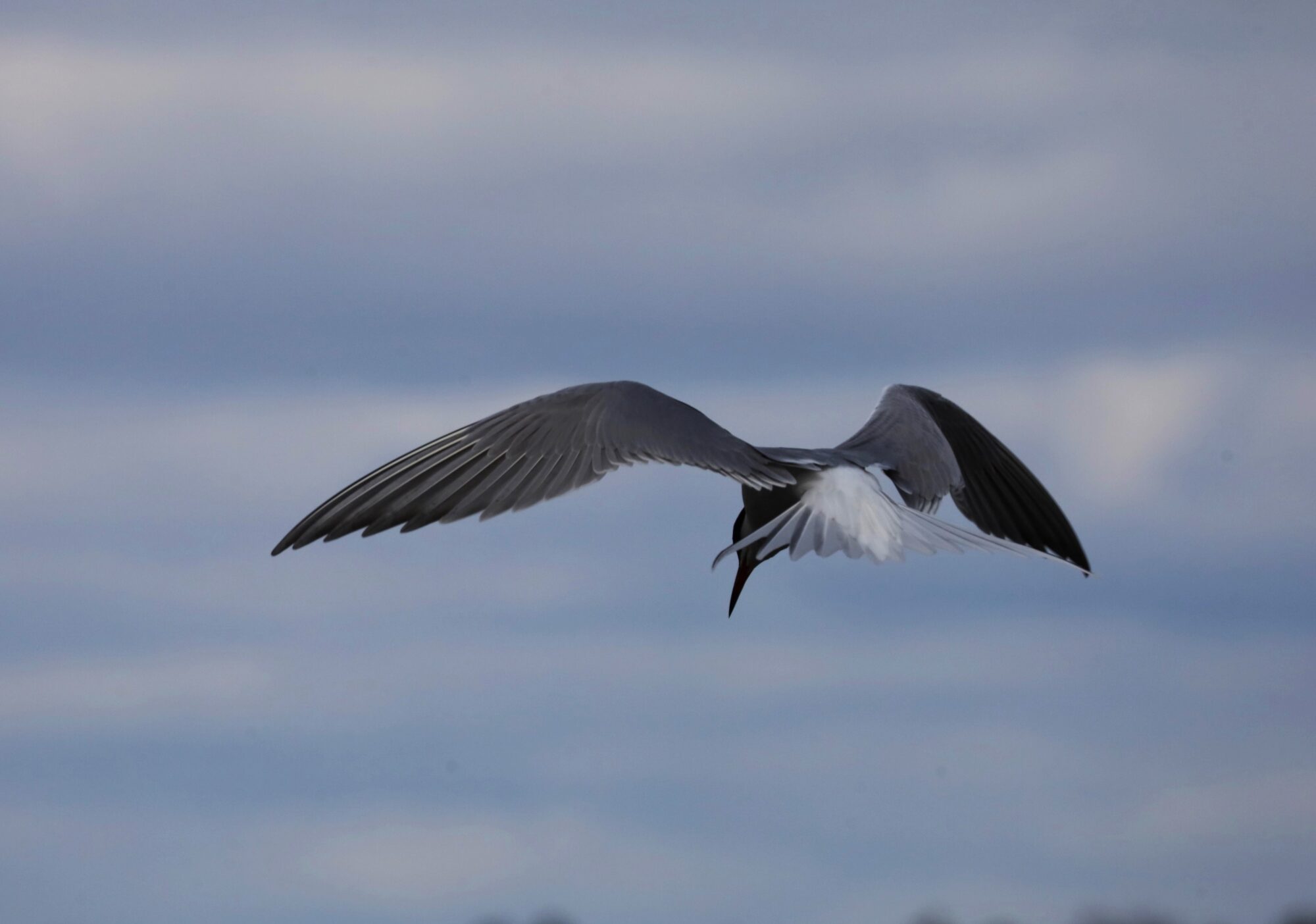 Valokuvaaja: Armi Järvinen