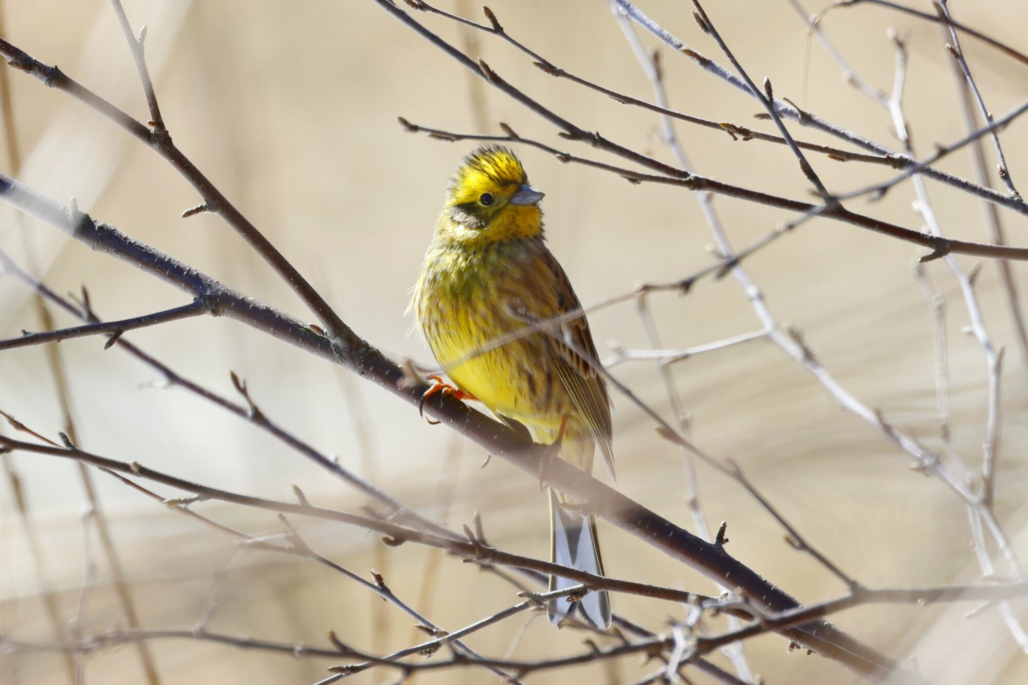 Valokuvaaja: TOMMI KUJALA