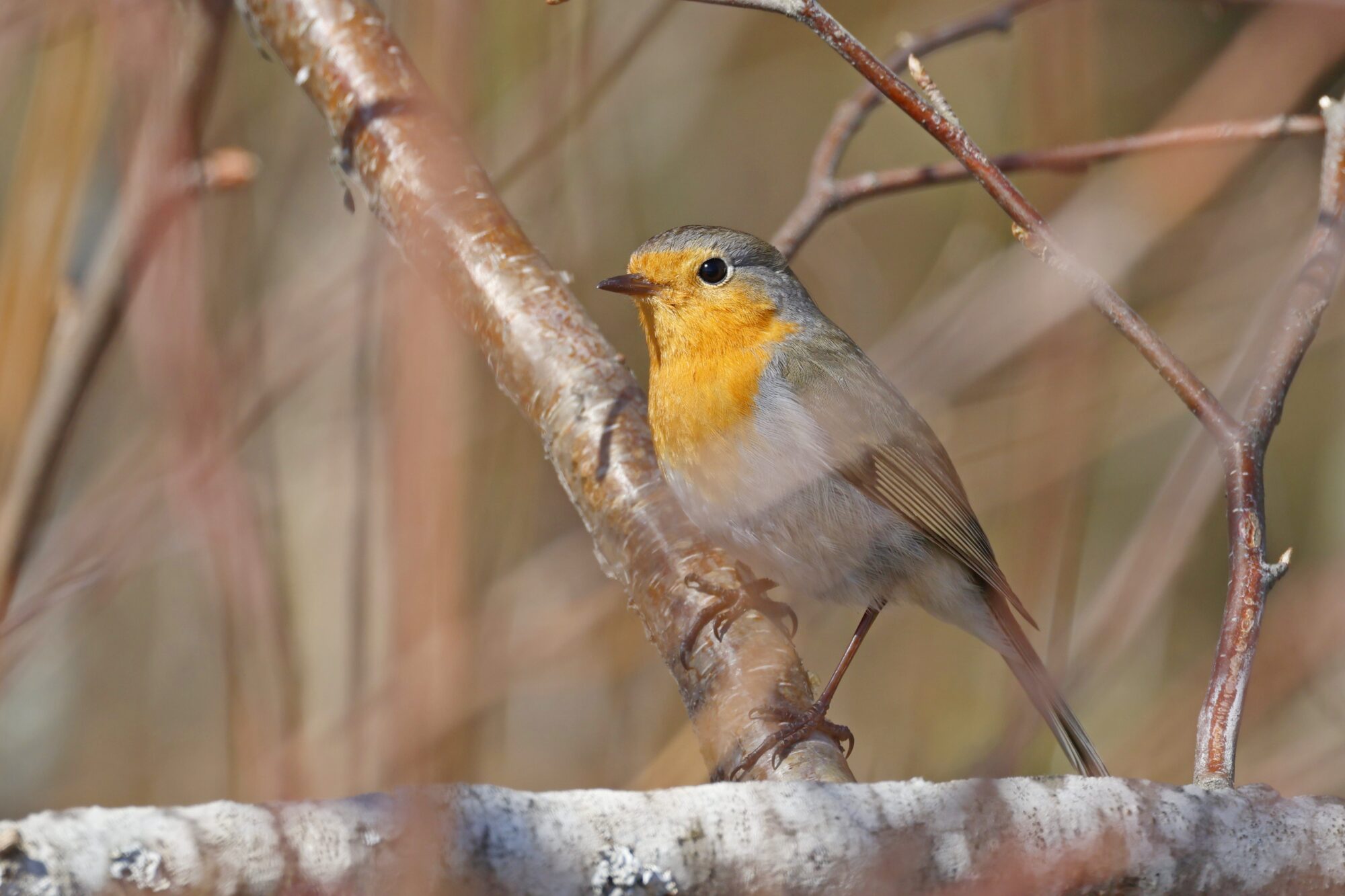 Valokuvaaja: TOMMI KUJALA