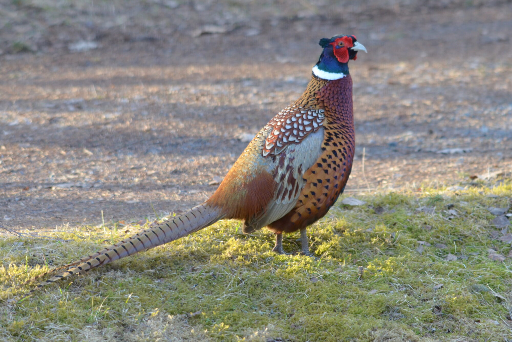 Valokuvaaja: Kaarlo Asikainen
